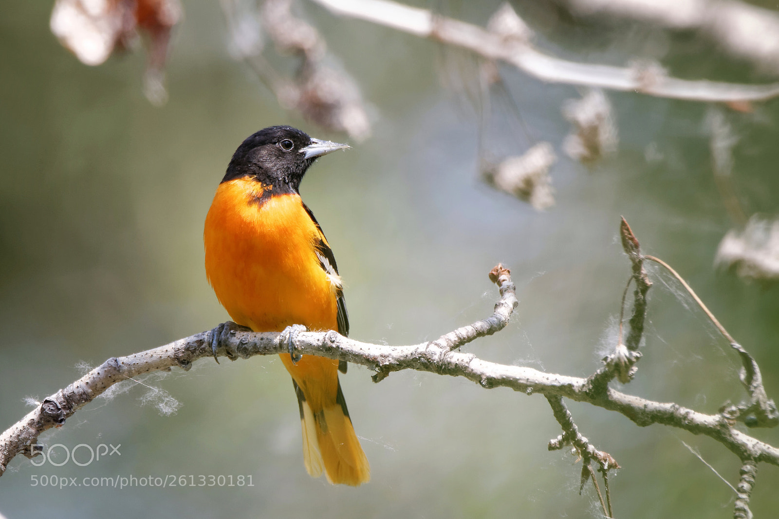 Canon EOS 70D sample photo. Baltimore oriole  photography