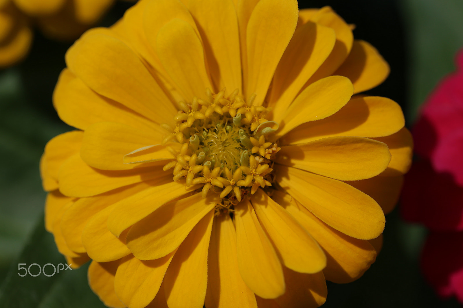 Canon EF 100mm F2.8 Macro USM sample photo. Colors 7 photography