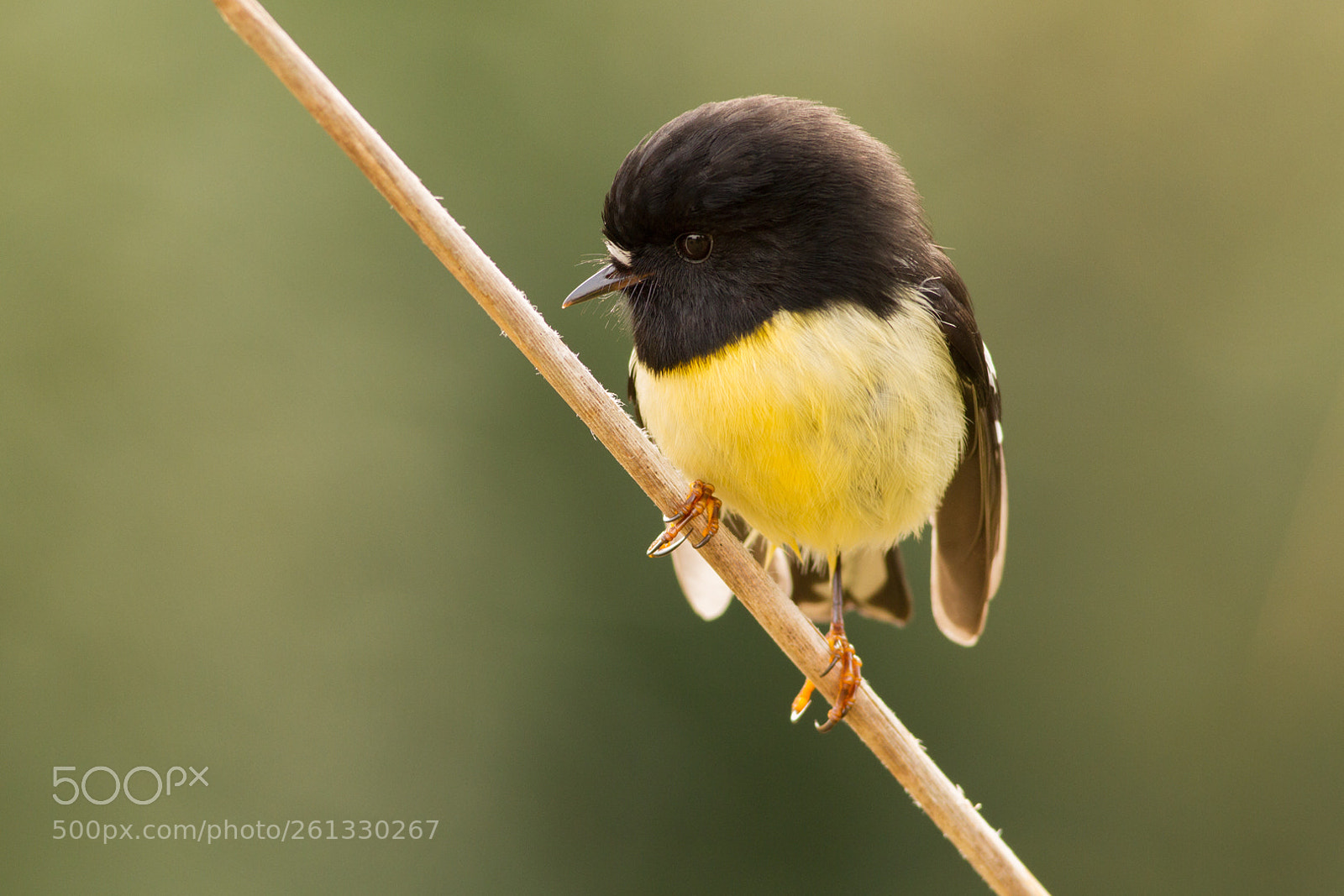 Canon EOS 7D sample photo. Tomtit on toetoe photography