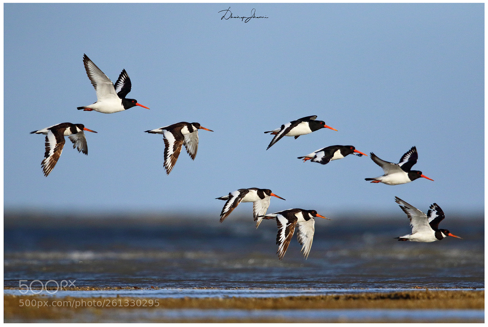 Canon EOS 7D Mark II sample photo. Pied flight! photography