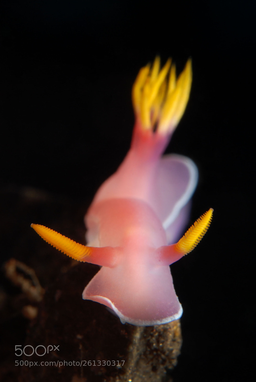 Nikon D80 sample photo. Hypselodoris bullockii photography