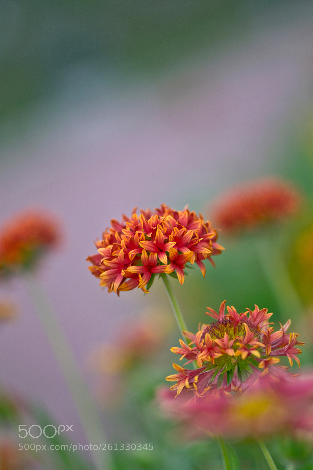 Nikon D3300 sample photo. Arty petals photography