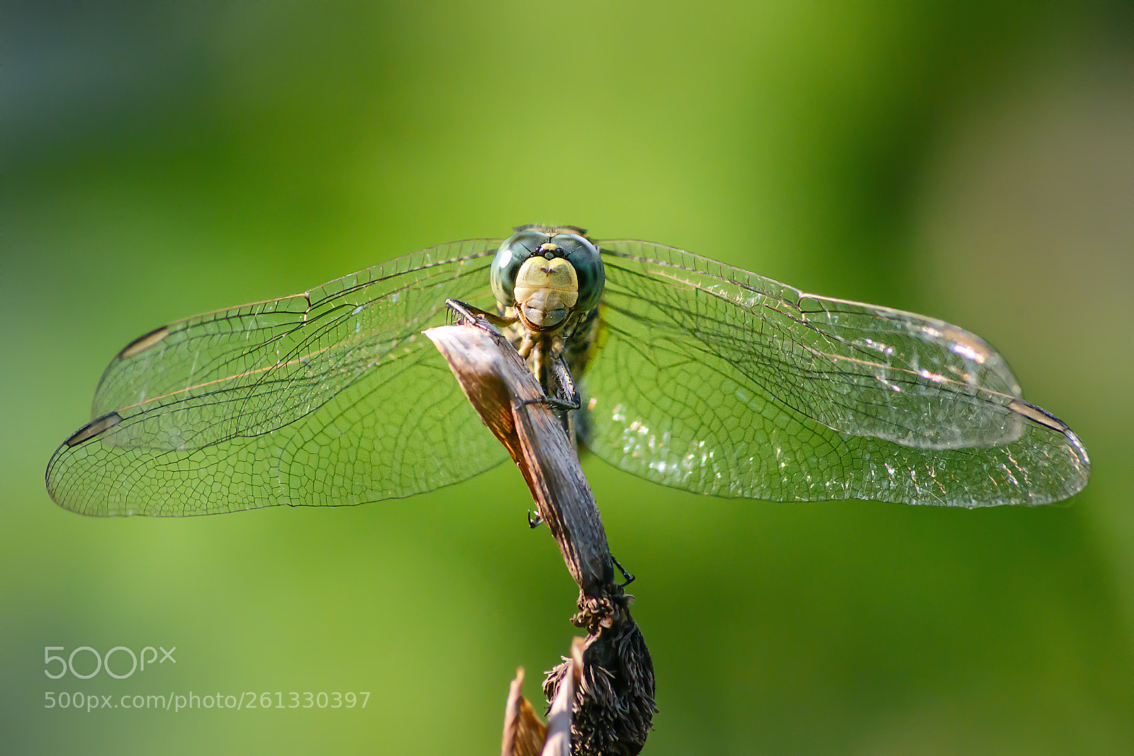 Nikon D5200 sample photo. 5.jpg photography