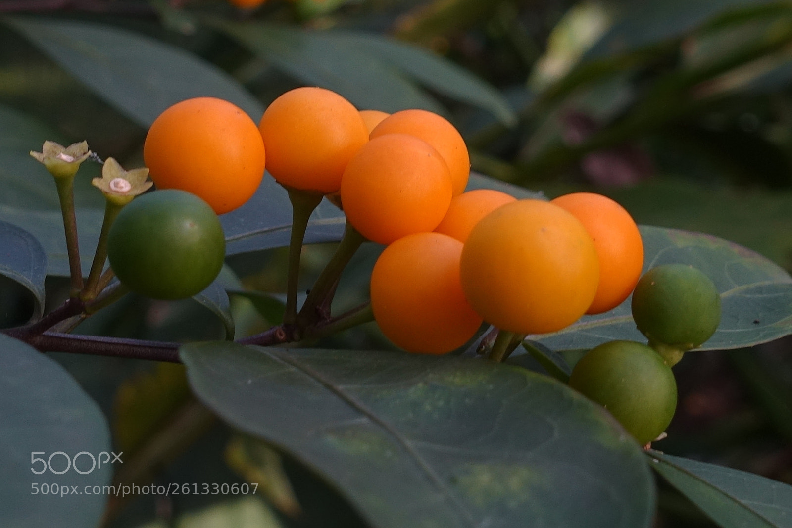 Sony Cyber-shot DSC-RX100 III sample photo. Yellow photography