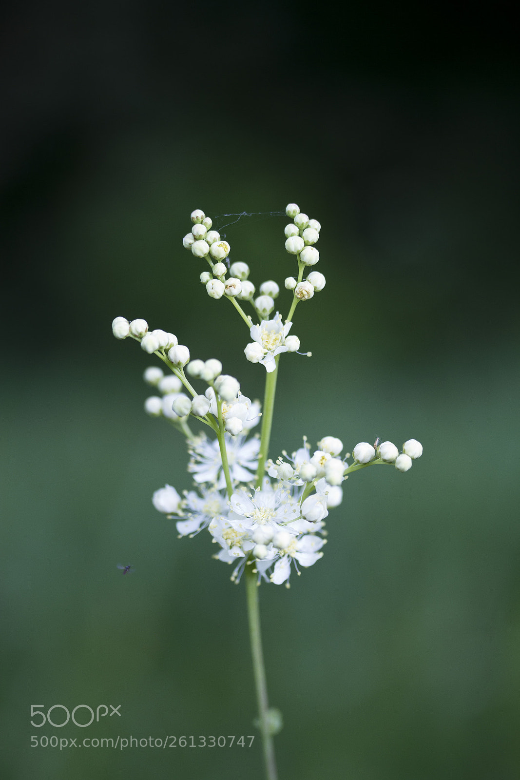 Canon EOS 60D sample photo. Echtes m des filipendula photography