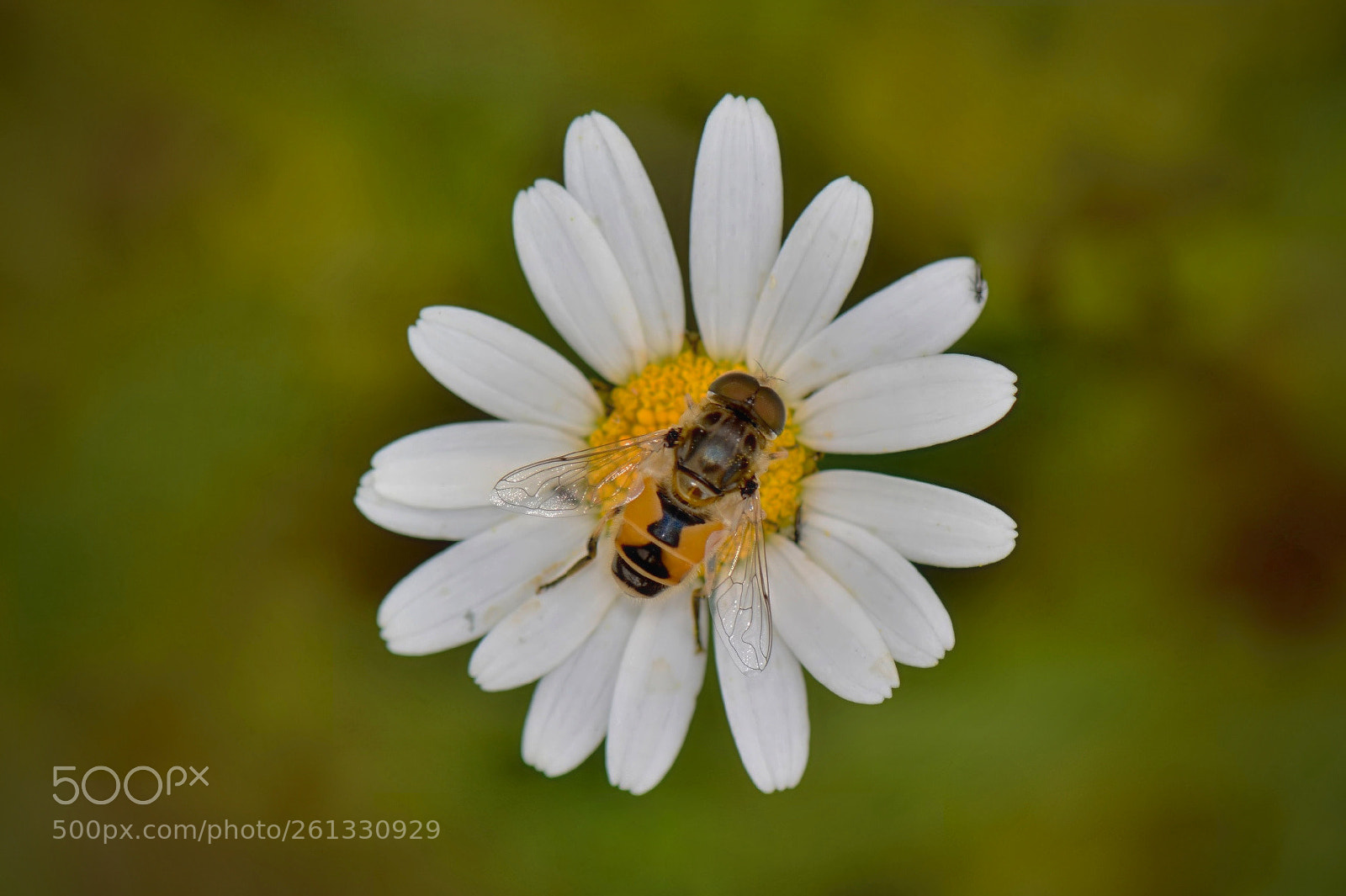 Nikon D5200 sample photo. *** photography