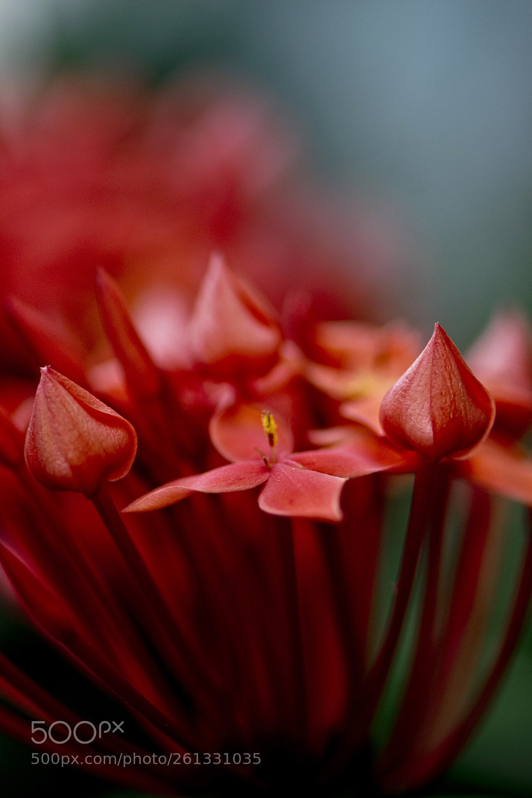 Nikon D3300 sample photo. Arty petals of bokaro photography