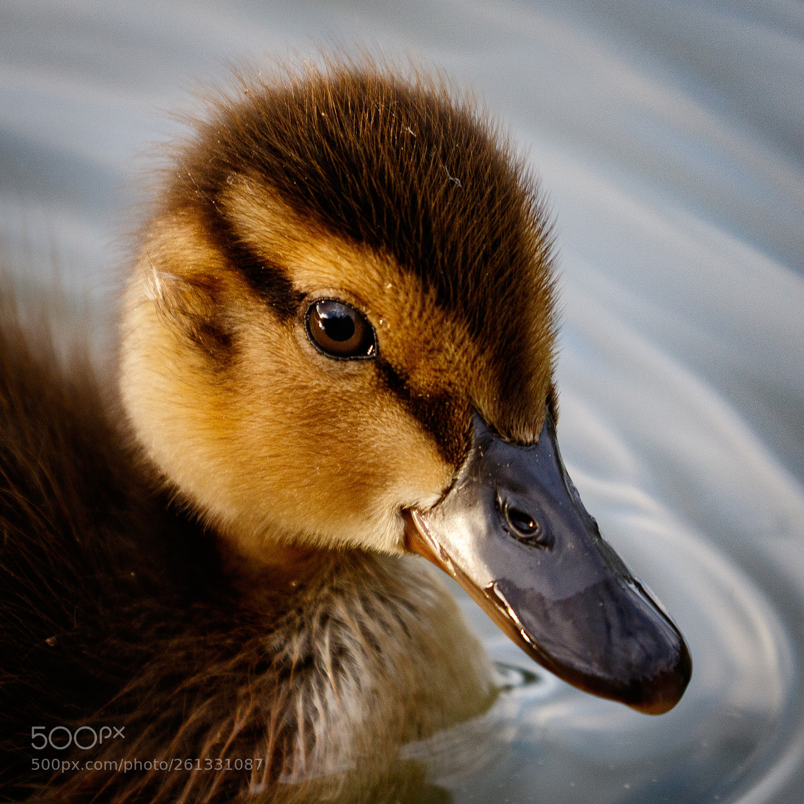 Canon EOS 7D Mark II sample photo. Duckling portrait photography