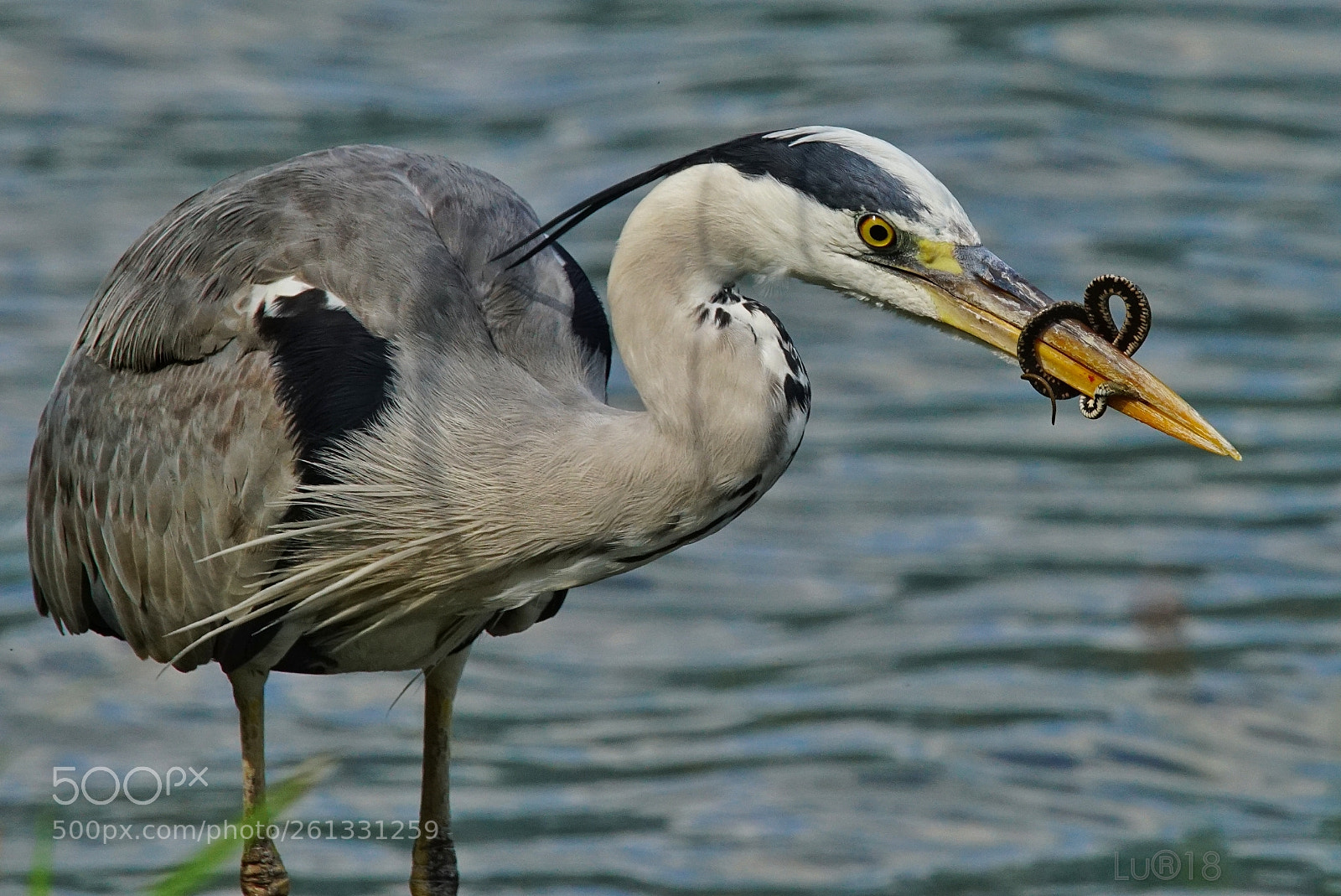 Sony a7R II sample photo. Airone cenerino e serpentello photography