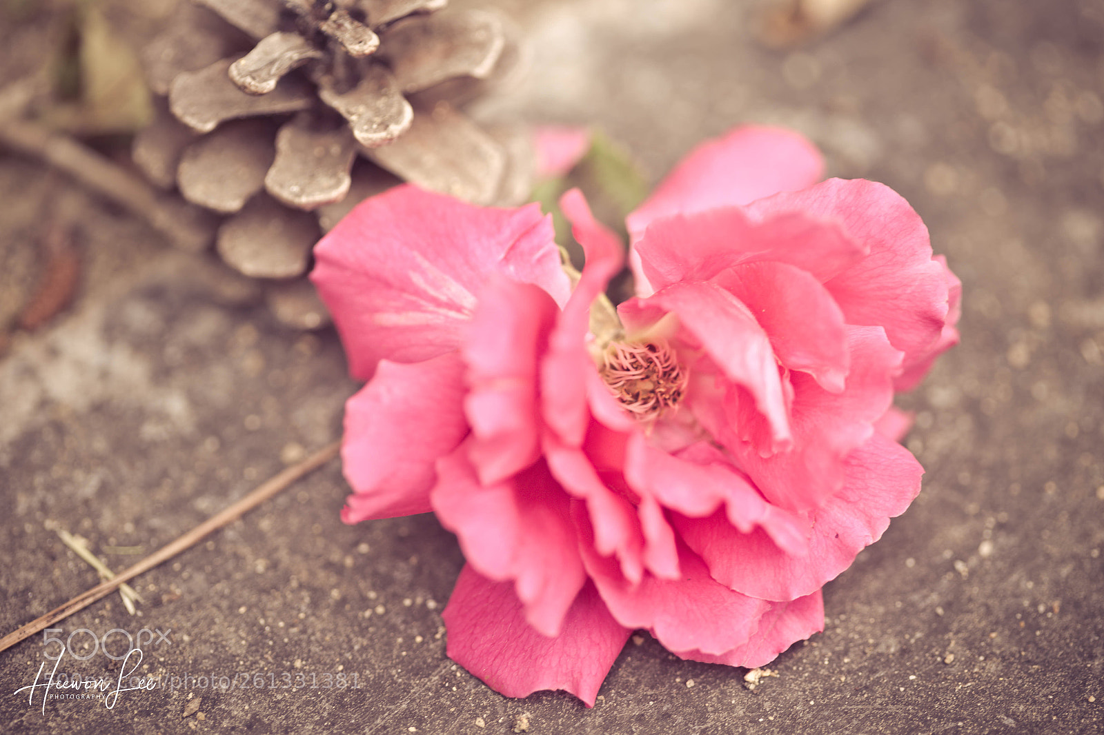 Canon EOS 6D sample photo. Fαℓℓєи  photography