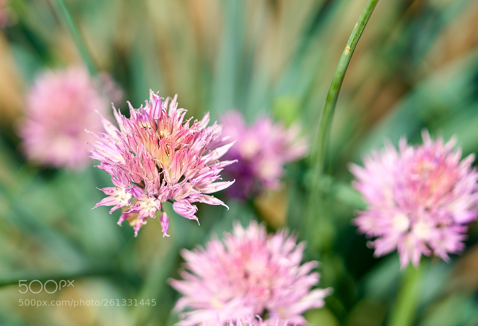 Sony a7 II sample photo. Flowers photography
