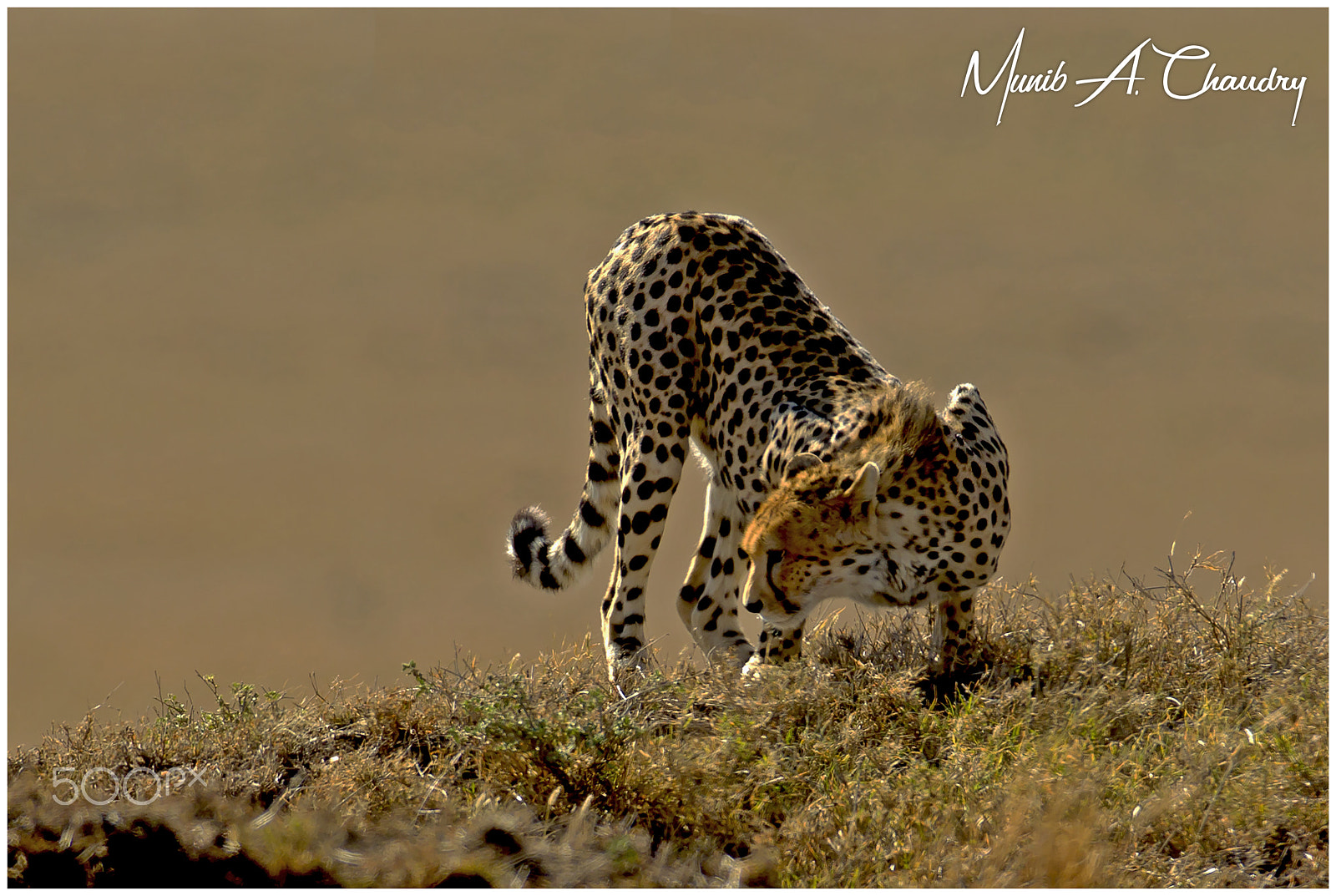 Canon EOS-1D Mark IV sample photo. Cheetah decoding scent marking! photography