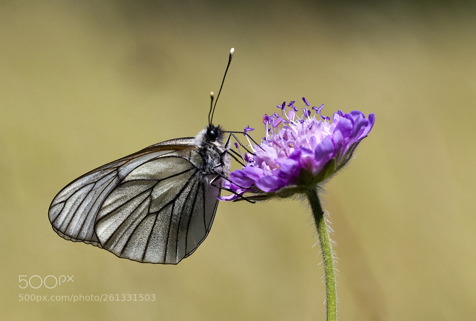Canon EOS-1D X sample photo. Black-veined white photography
