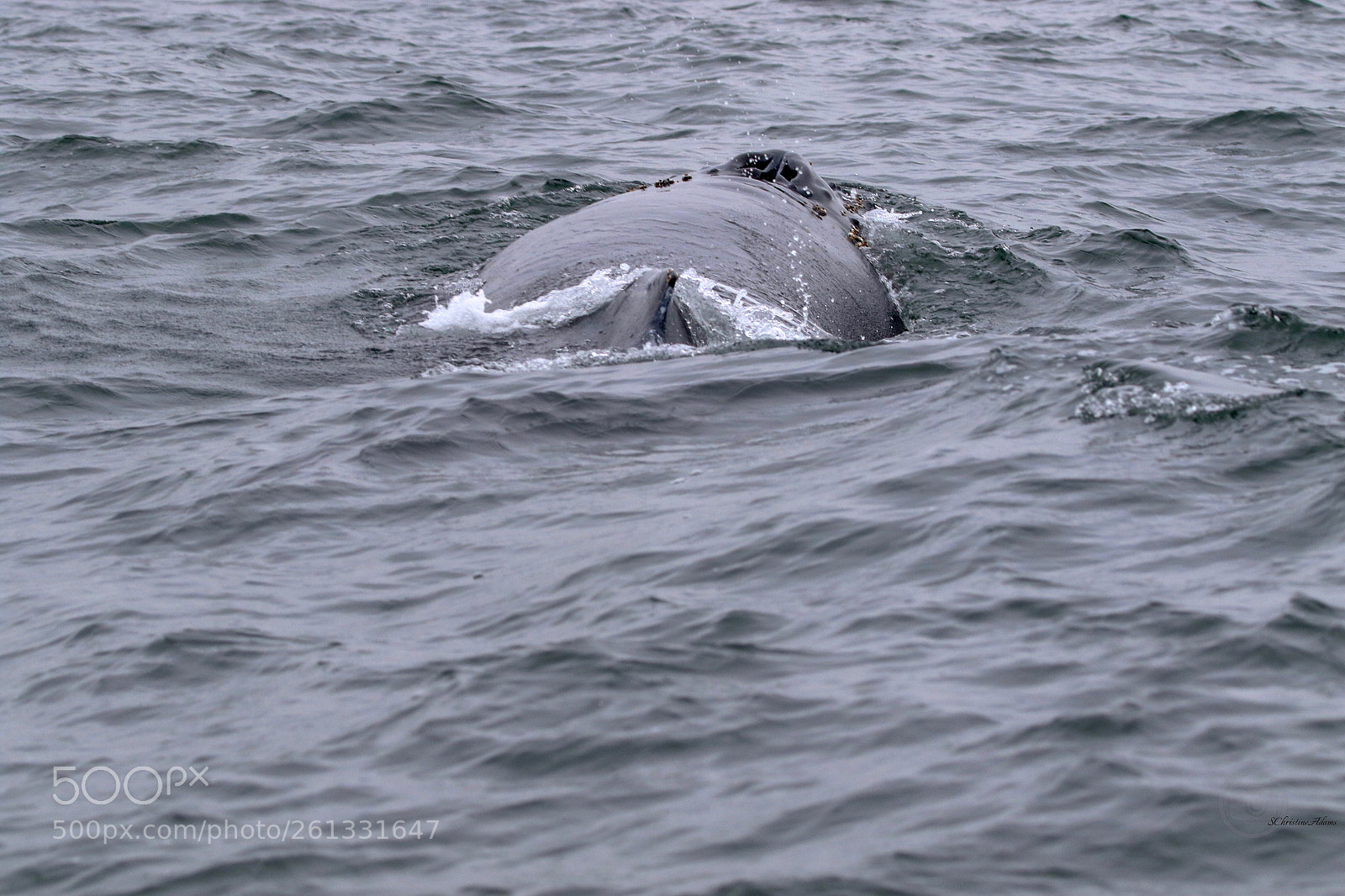 Canon EOS 7D Mark II sample photo. ‘blow hole’
humpback whale photography