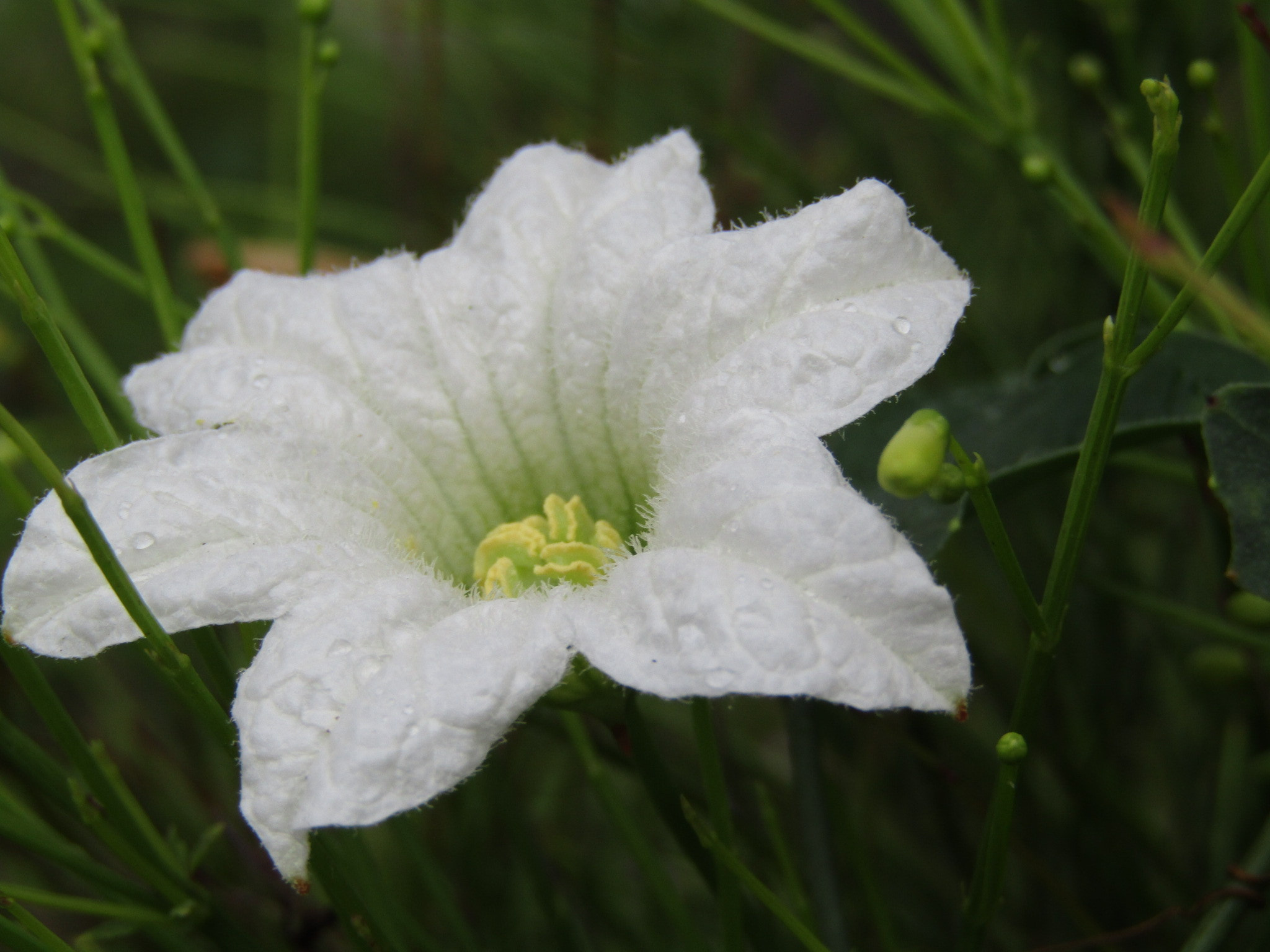 Canon POWERSHOT SX430 IS sample photo. White flower photography