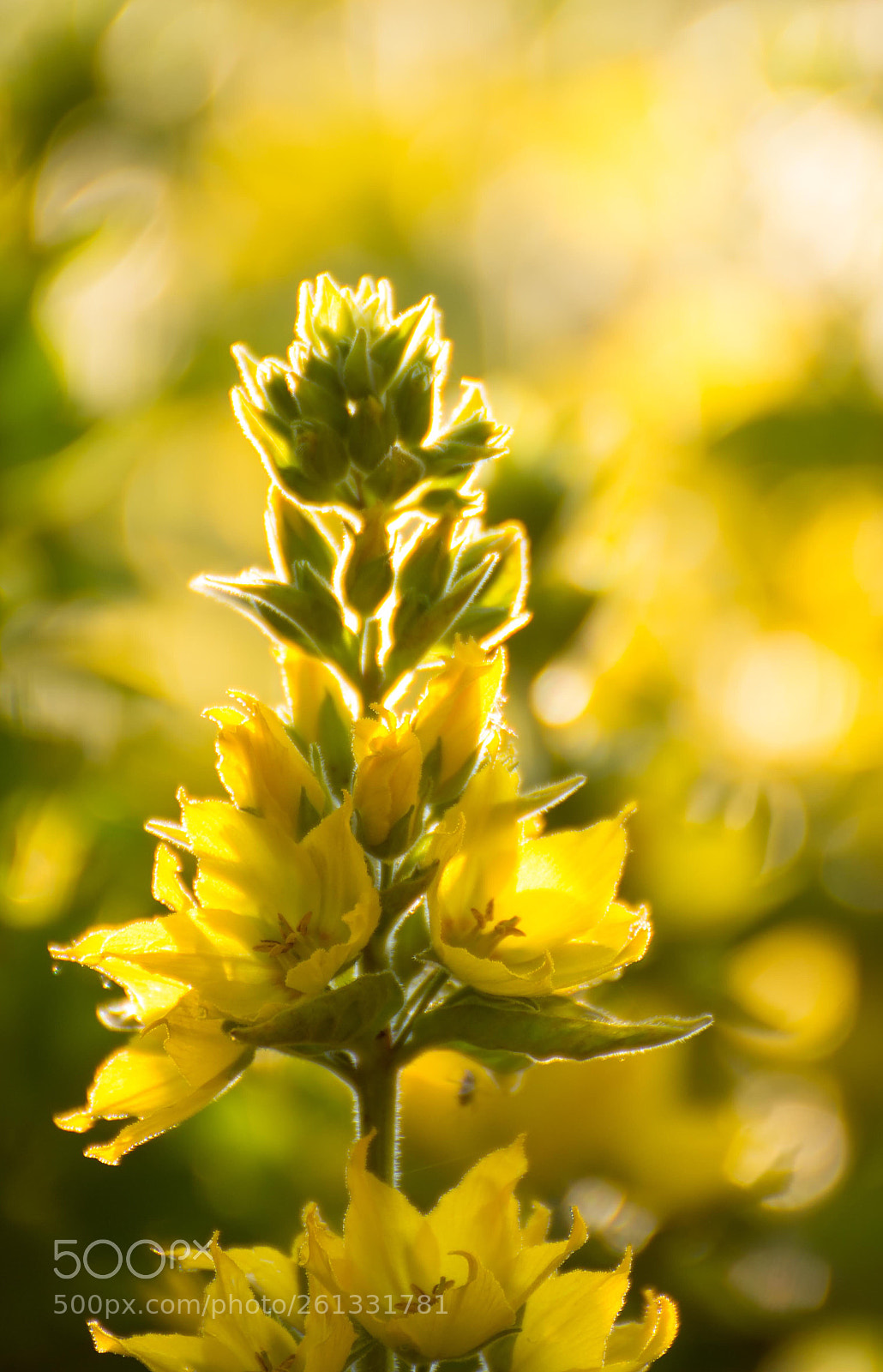 Nikon D7200 sample photo. Gold photography