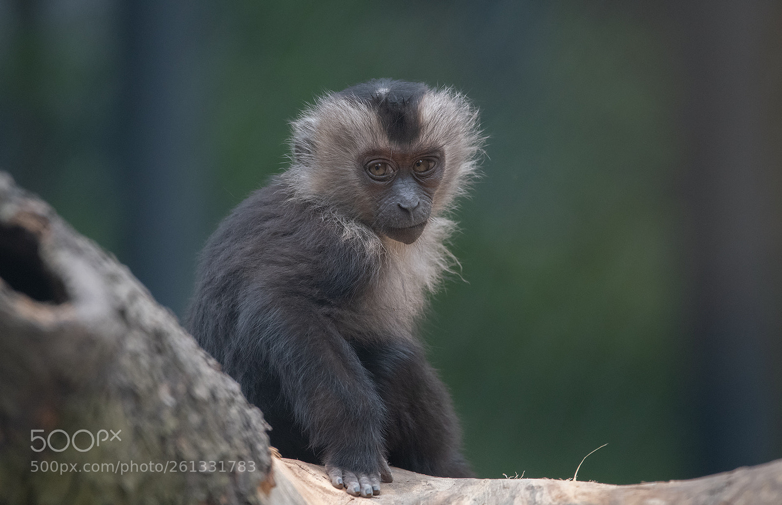 Nikon D850 sample photo. Monkey baby photography