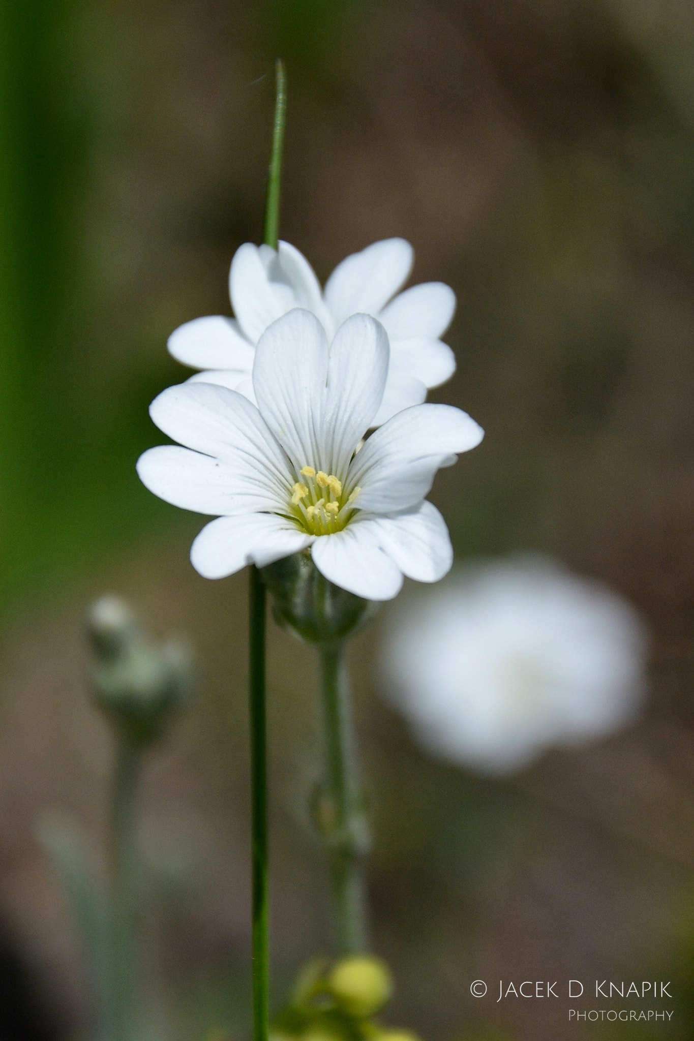 Nikon D7100 sample photo. G photography