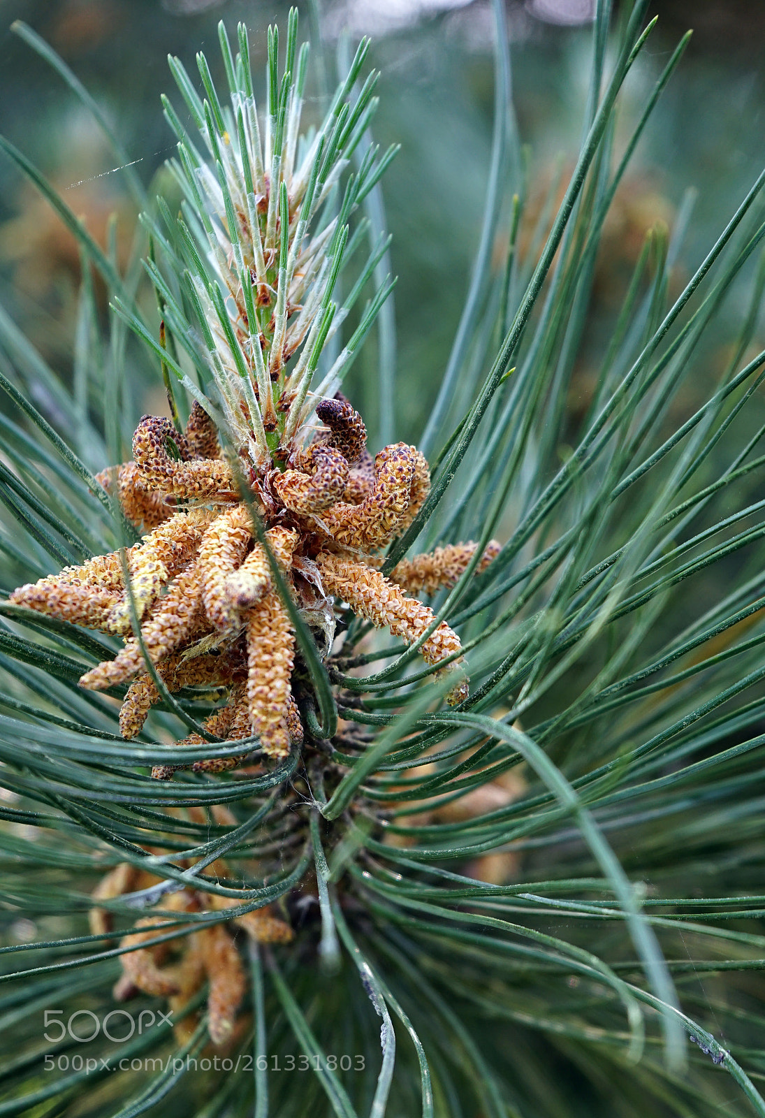 Sony a7 II sample photo. Scots pine flowers photography