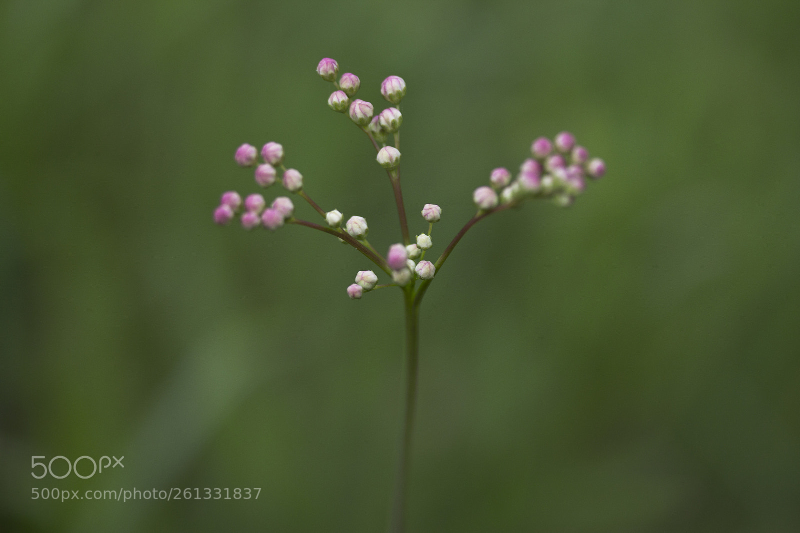 Canon EOS 60D sample photo. Echtes m des filipendula photography
