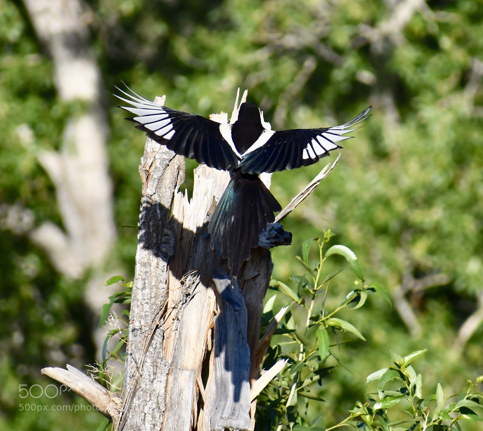 Nikon D3400 sample photo. Magpie tendencies  photography
