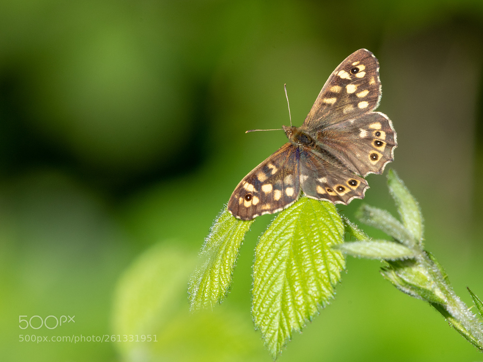 Nikon D810 sample photo. Speckled wood photography
