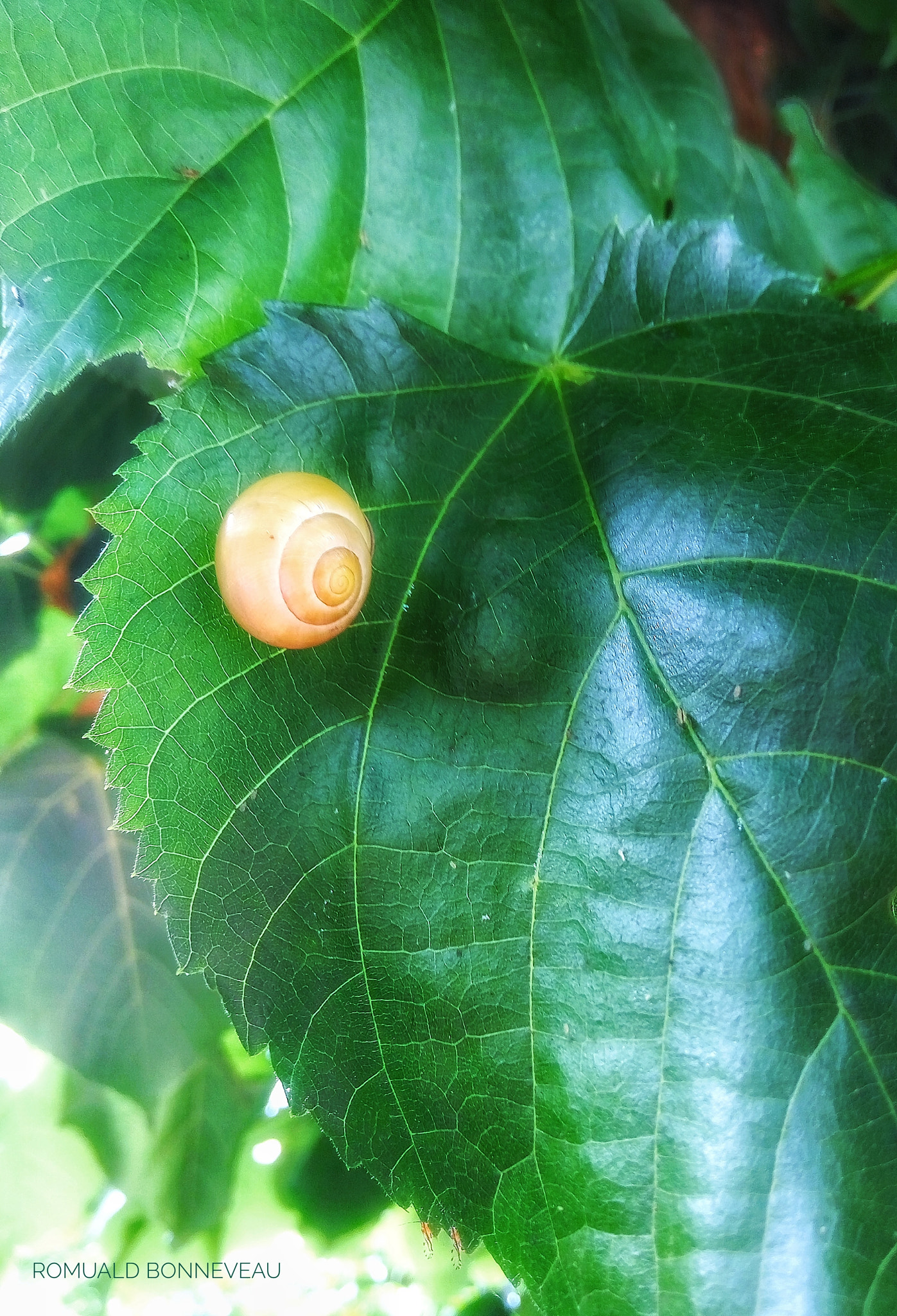 Xiaomi Redmi Note 3 sample photo. The hiden wonder photography