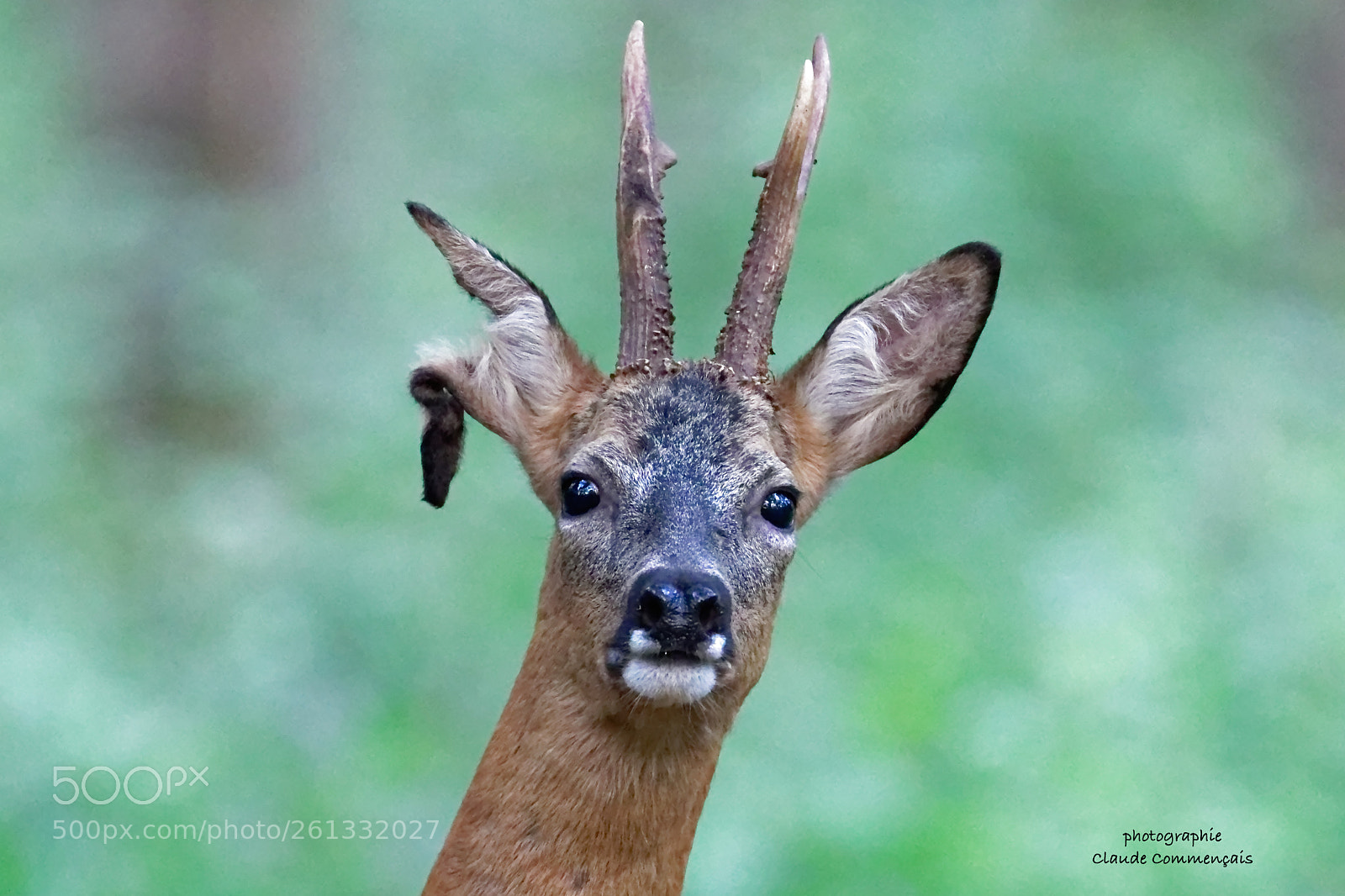 Canon EOS 7D Mark II sample photo. Trois oreilles  brocard photography