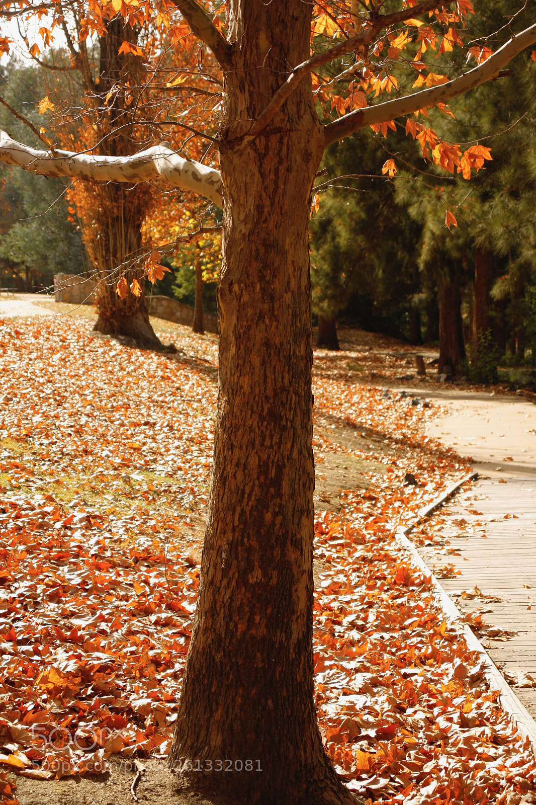 Canon EOS 1000D (EOS Digital Rebel XS / EOS Kiss F) sample photo. Last of autumn leaves photography