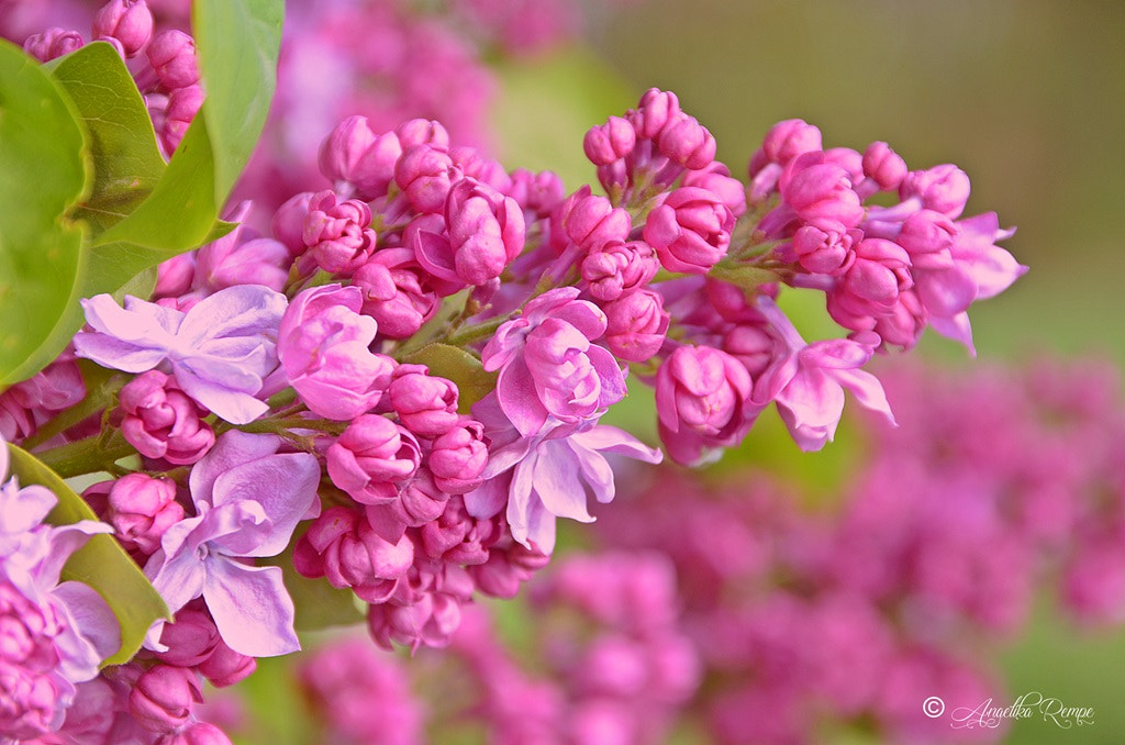 Sigma 18-125mm F3.8-5.6 DC OS HSM sample photo. Flieder photography