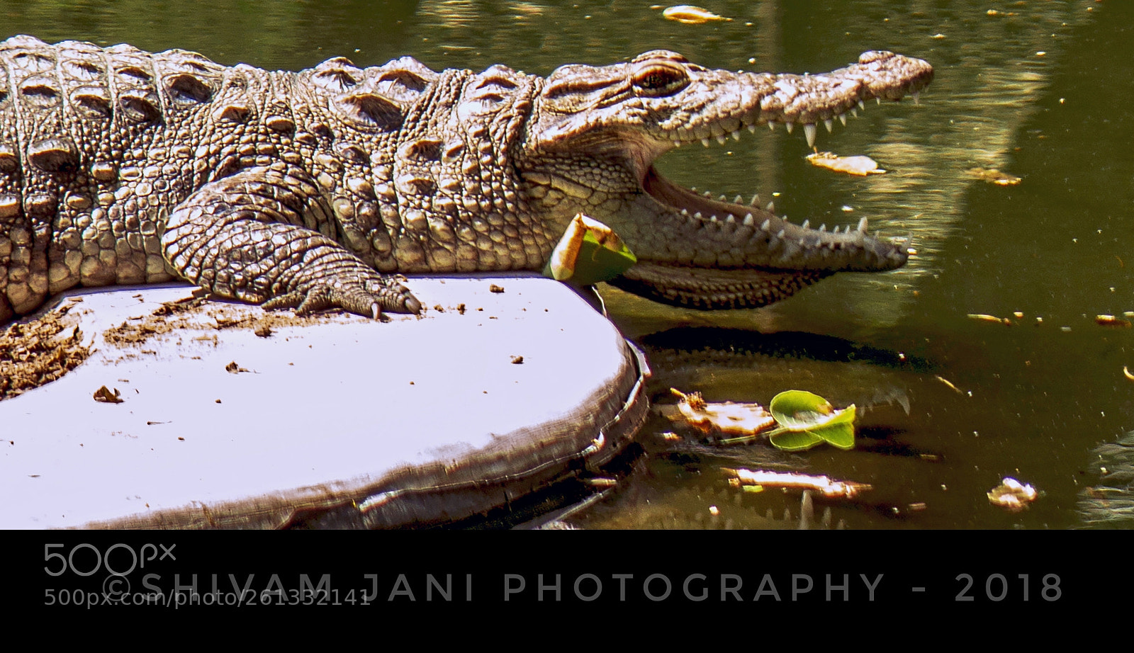 Canon EOS 700D (EOS Rebel T5i / EOS Kiss X7i) sample photo. Strong crocodile. photography