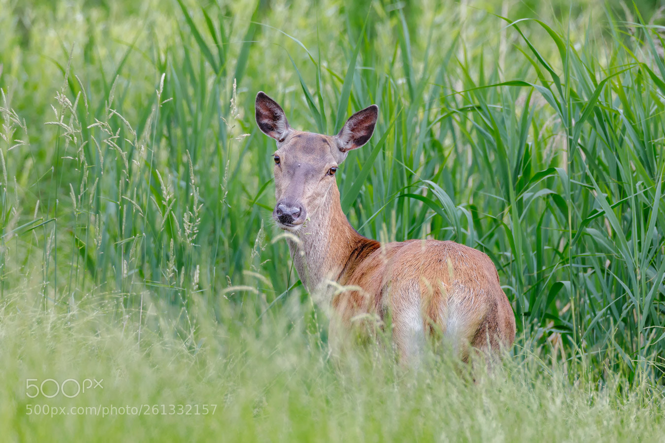 Canon EOS 5D Mark IV sample photo. Red deer photography