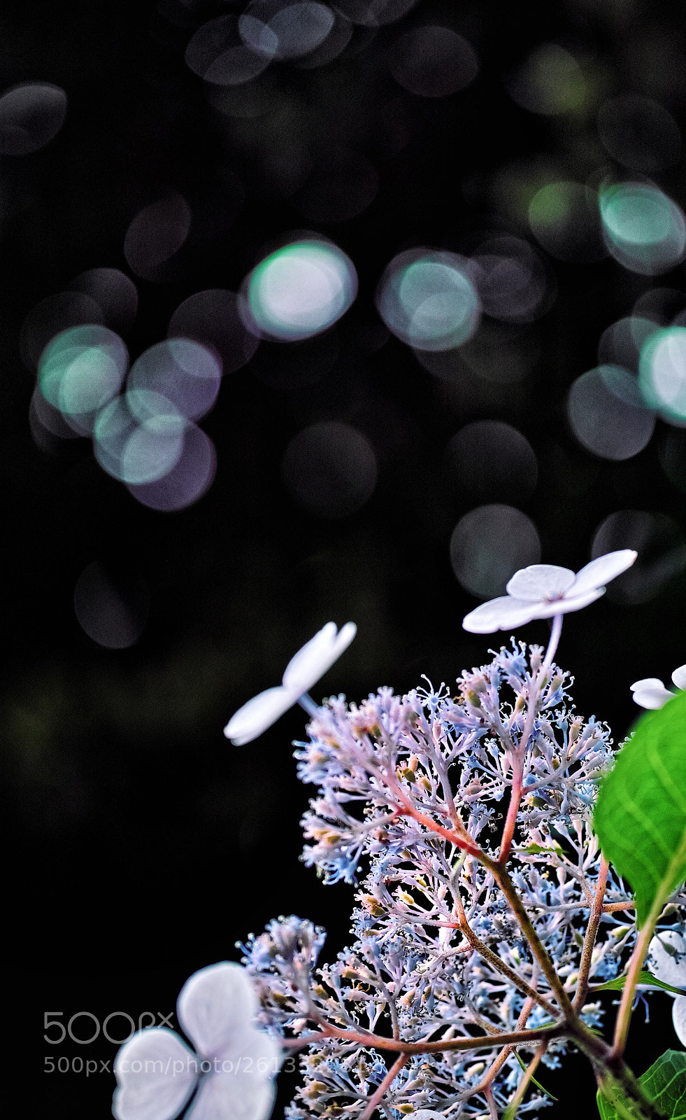 Sigma DP3 Merrill sample photo. Lacecap hydrangea  photography