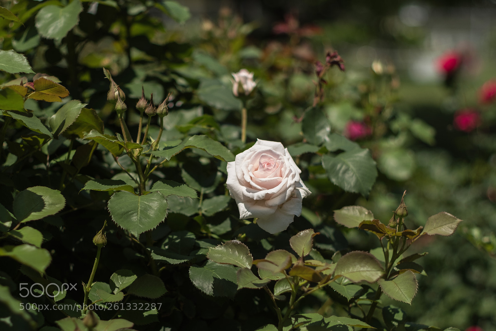 Fujifilm X-Pro2 sample photo. Rose photography