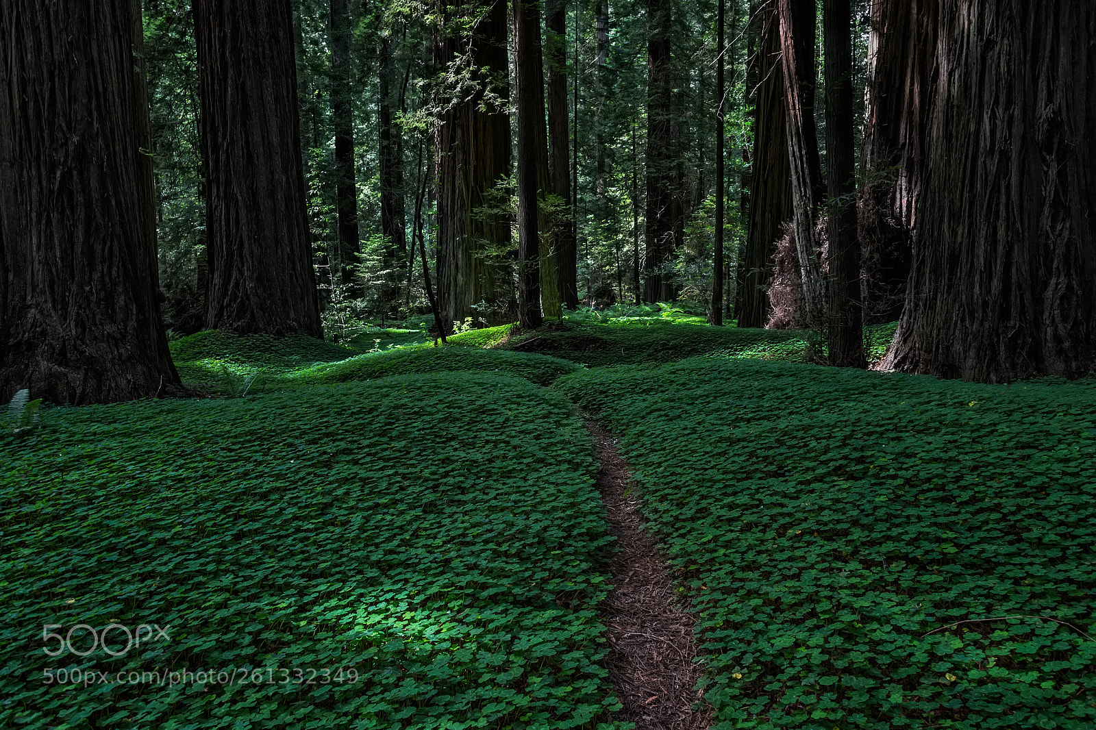 Nikon D5 sample photo. Clover in the redwoods photography