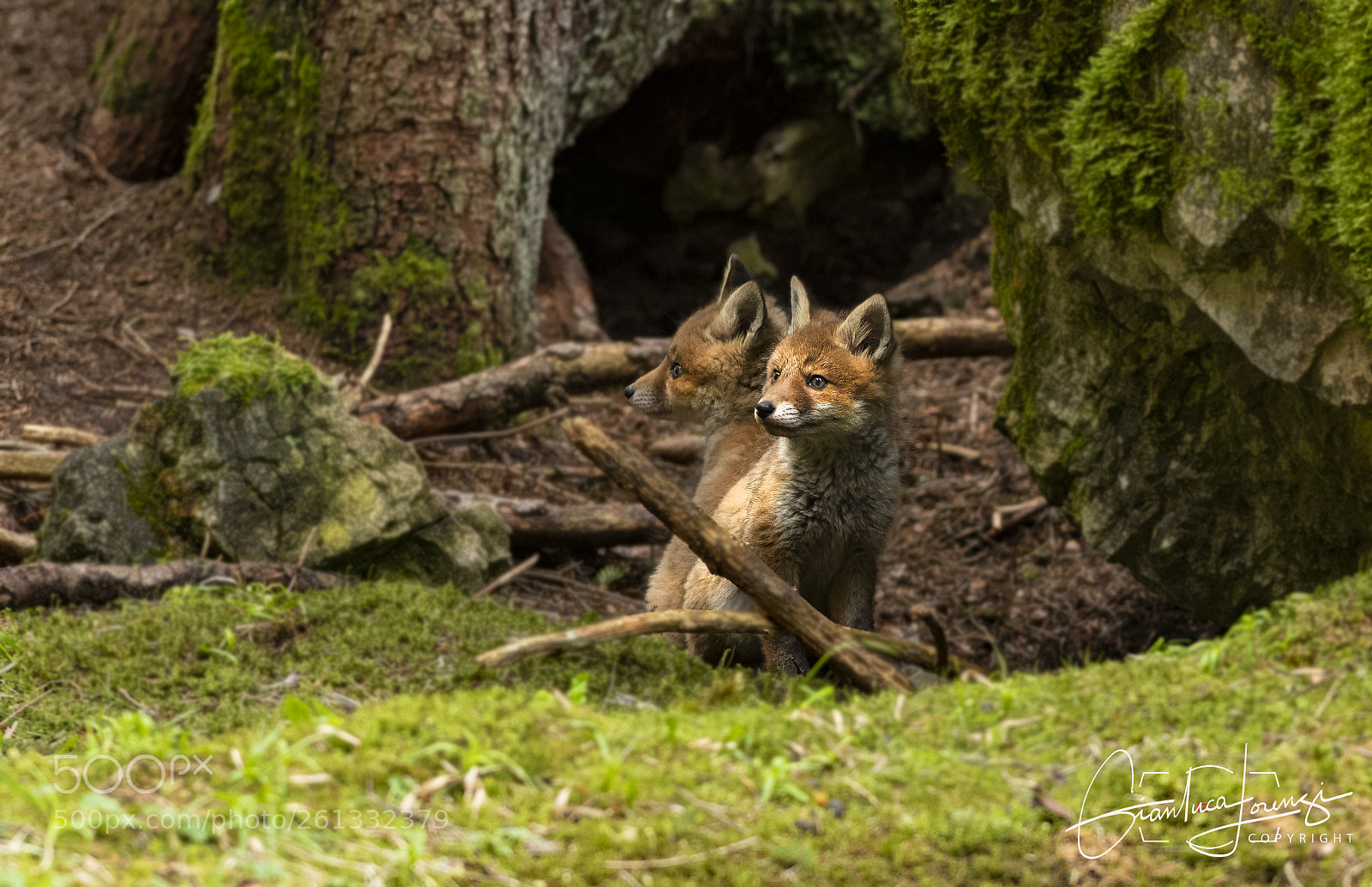 Nikon D850 sample photo. Young foxes in the photography