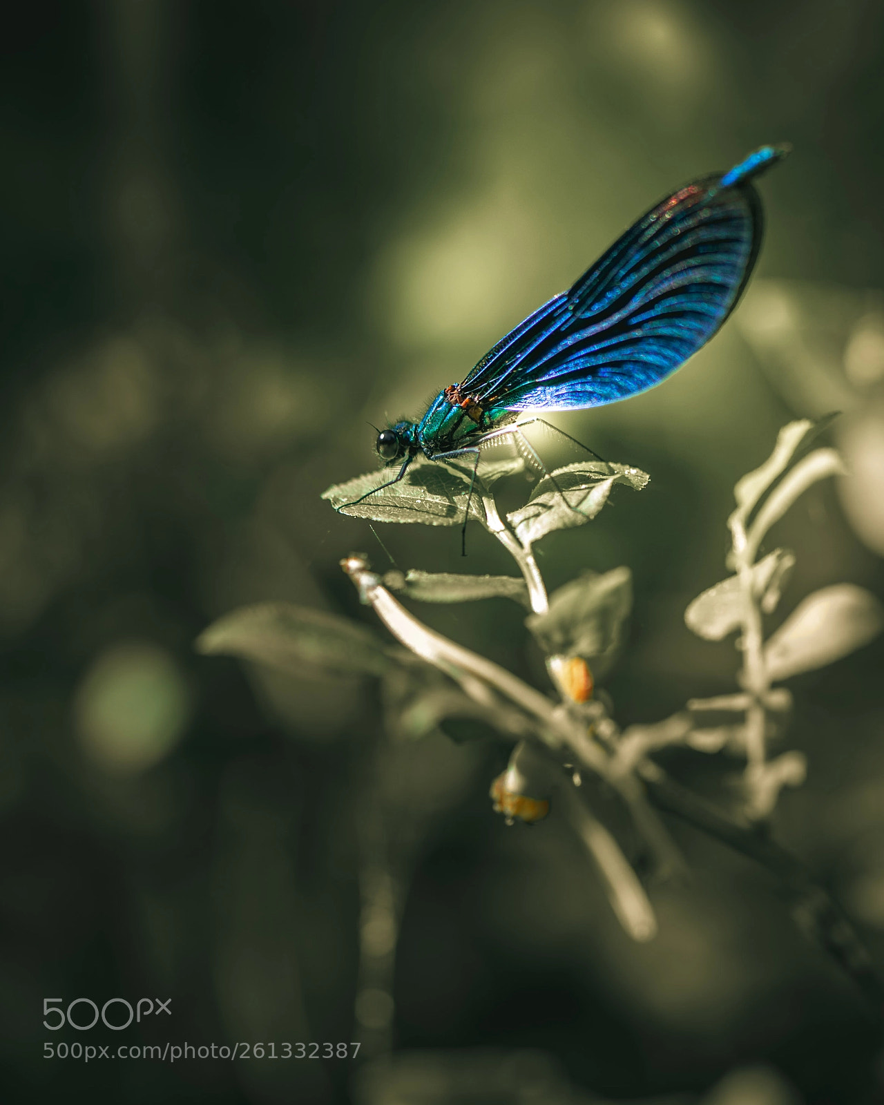 Canon EOS 6D sample photo. The little blue  photography