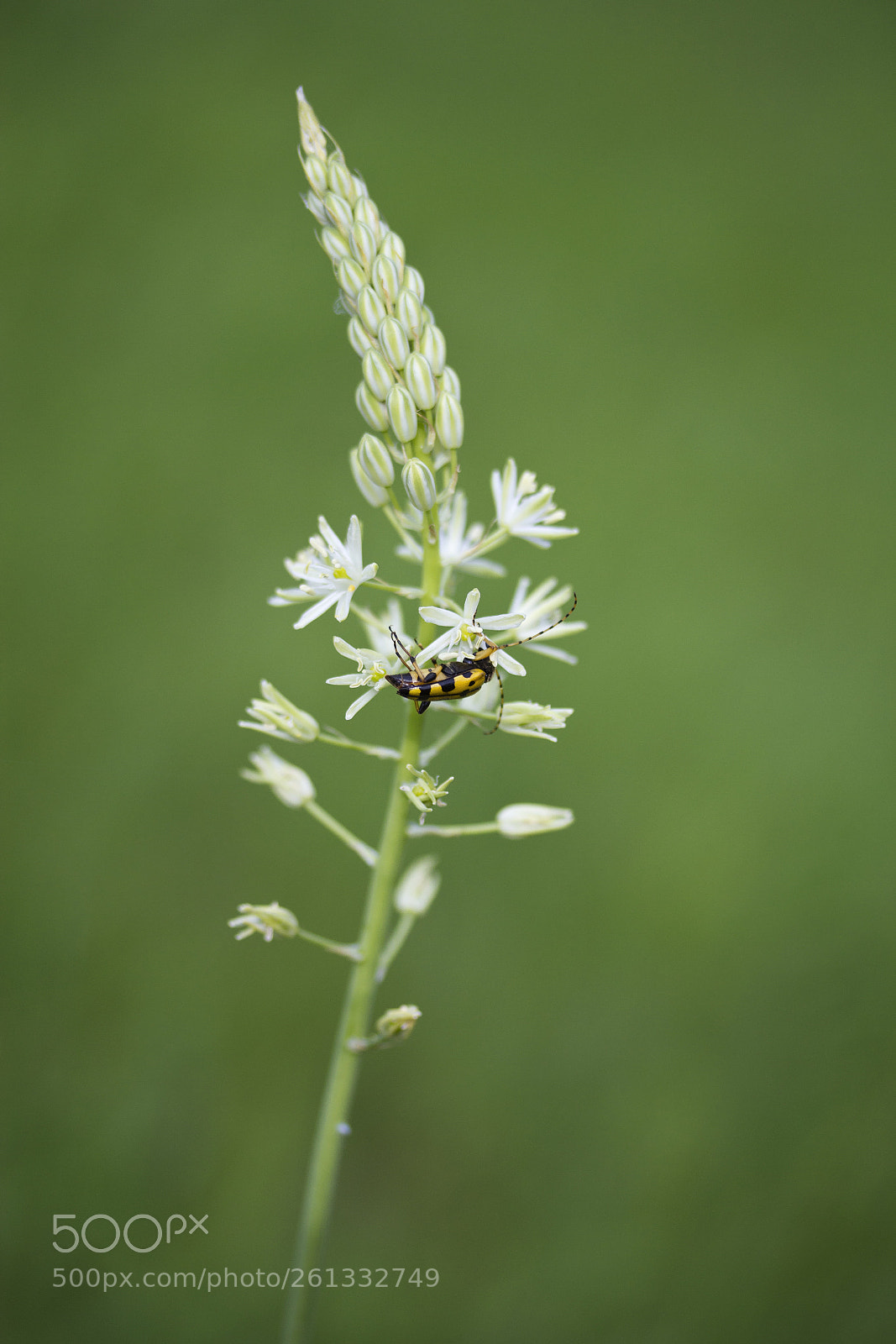 Canon EOS 60D sample photo. Gefleckter schmalbock auf traubiger photography