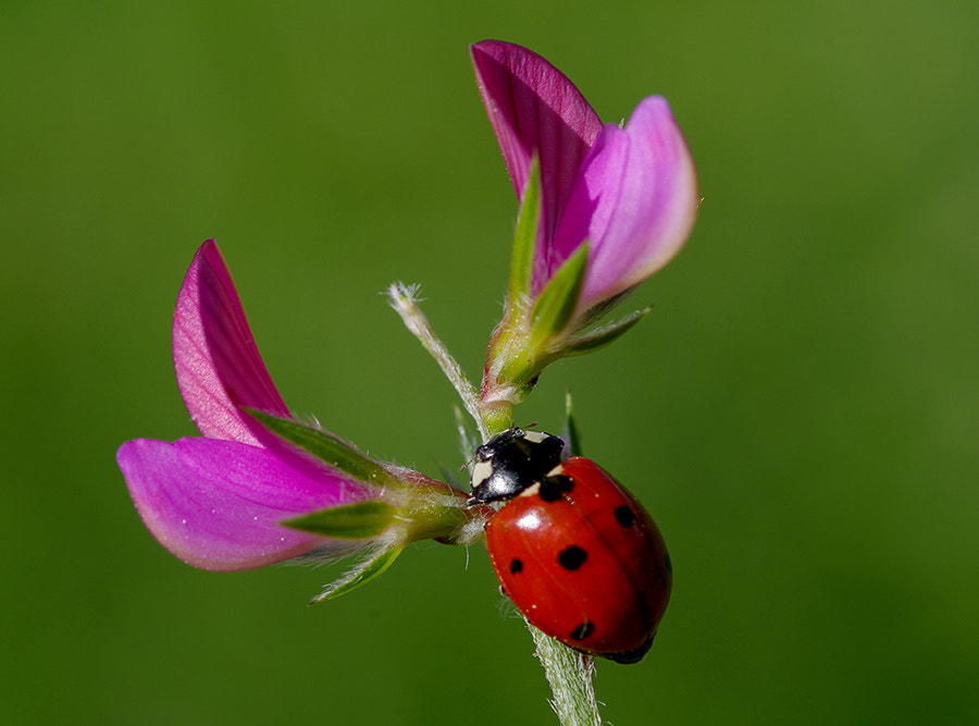 Pentax K20D sample photo. Ladybug photography