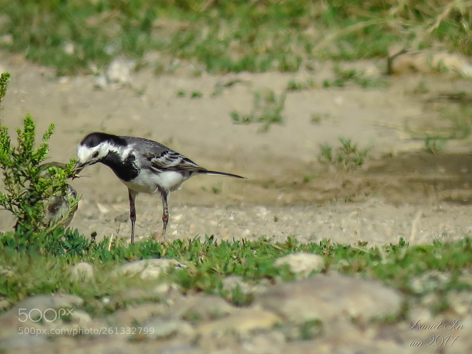 Canon PowerShot SX60 HS sample photo. Codobatura alba motacilla alba photography