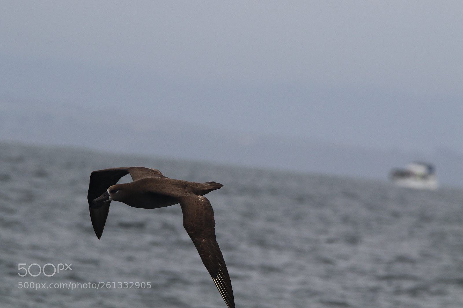 Canon EOS 7D Mark II sample photo. Albatros photography