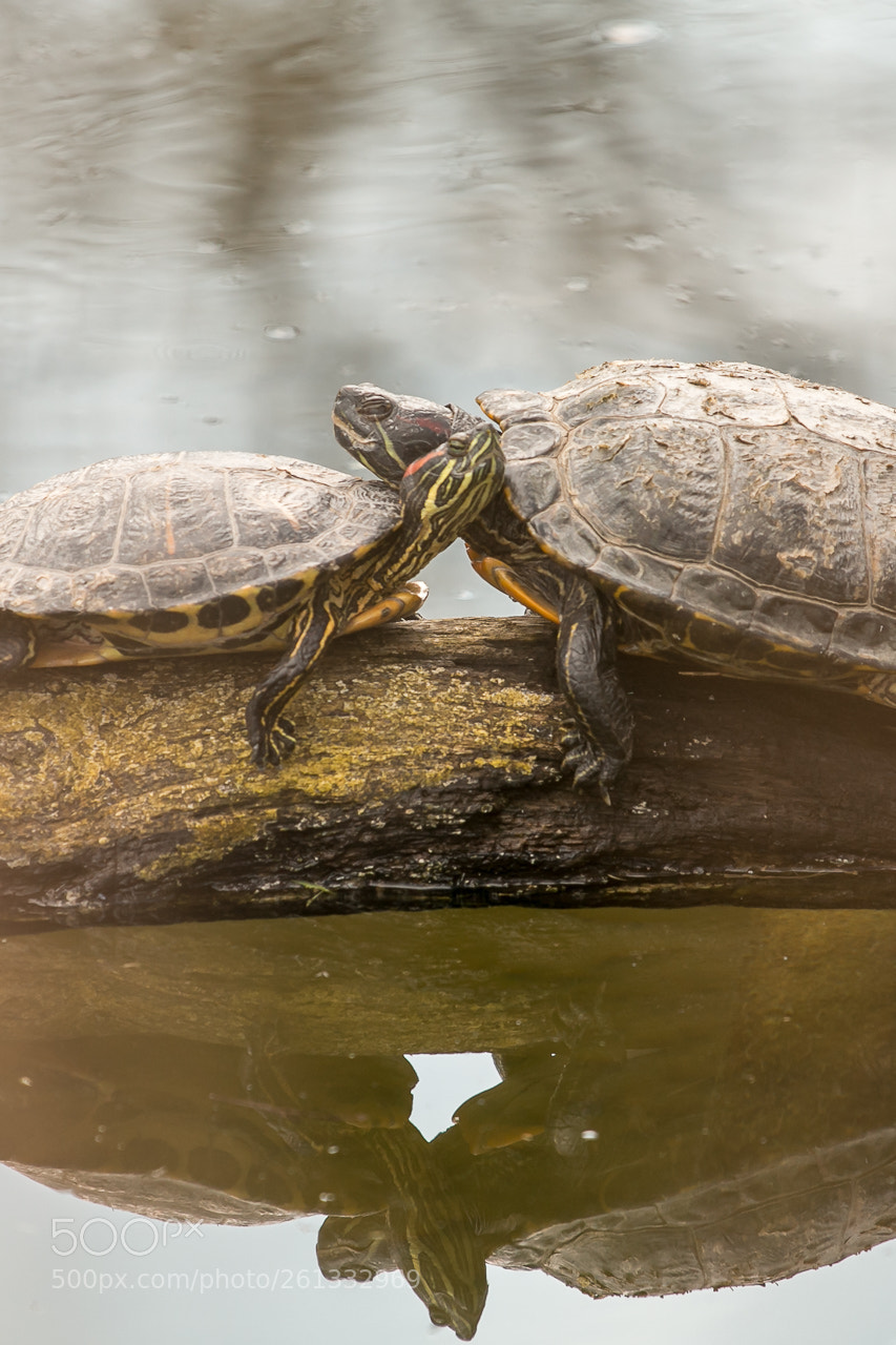 Canon EOS 70D sample photo. Love is all around photography