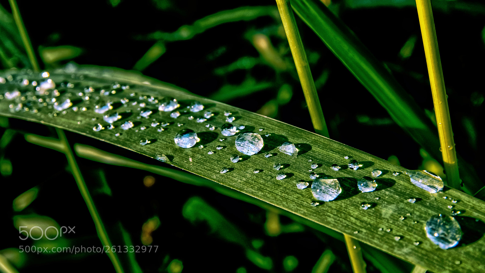 Sony SLT-A77 sample photo. Raindrops photography