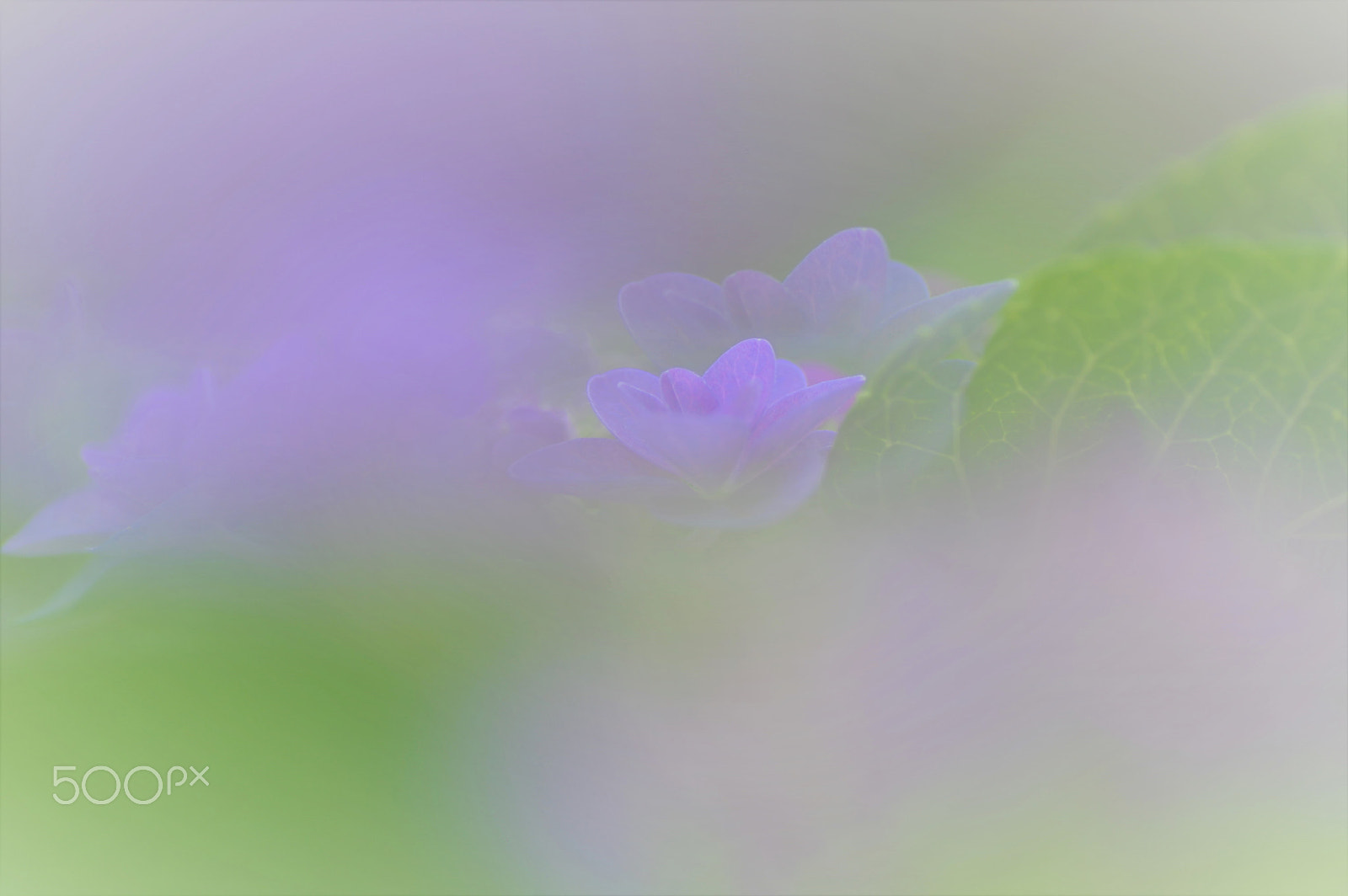 Tamron SP AF 90mm F2.8 Di Macro sample photo. Love me tender  そっと愛して photography