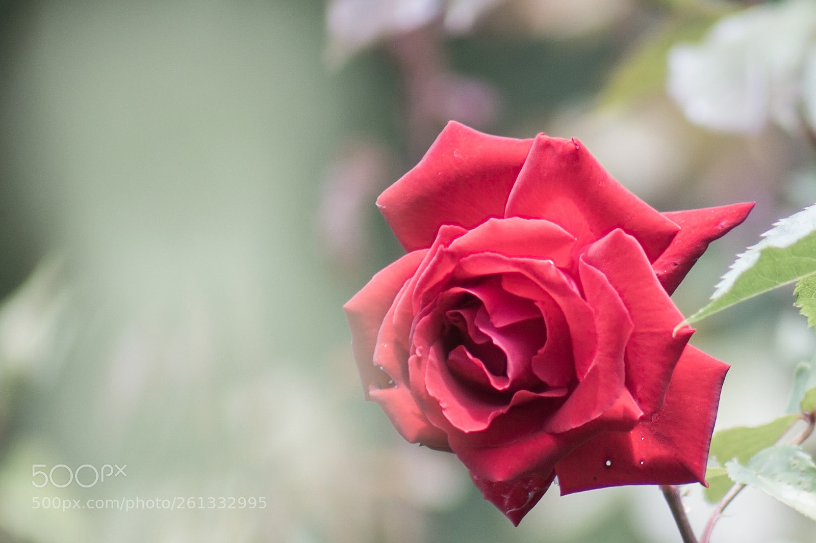 Canon EOS 70D sample photo. Red rose photography