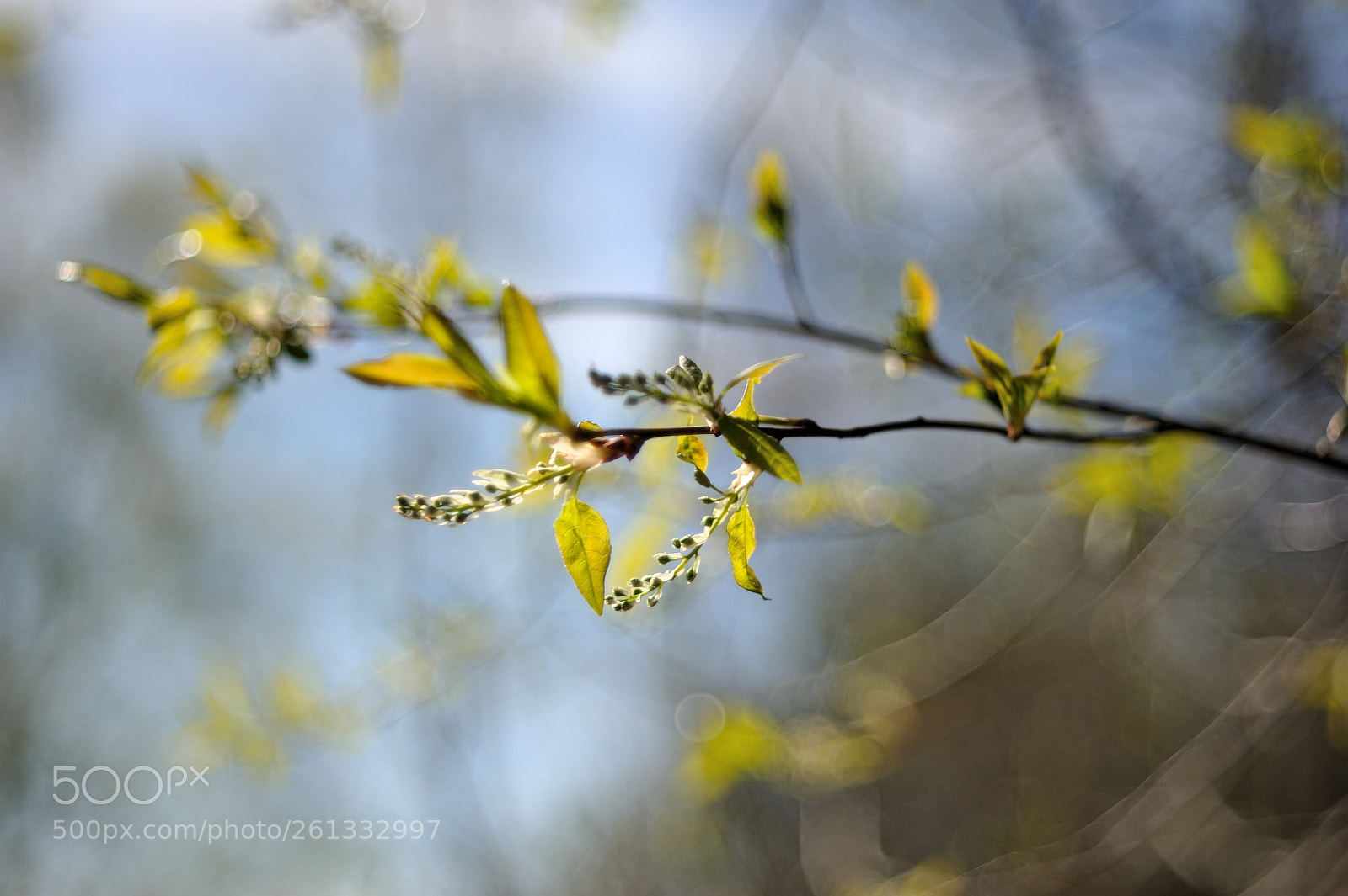 Nikon D700 sample photo. Весенние напевы... photography