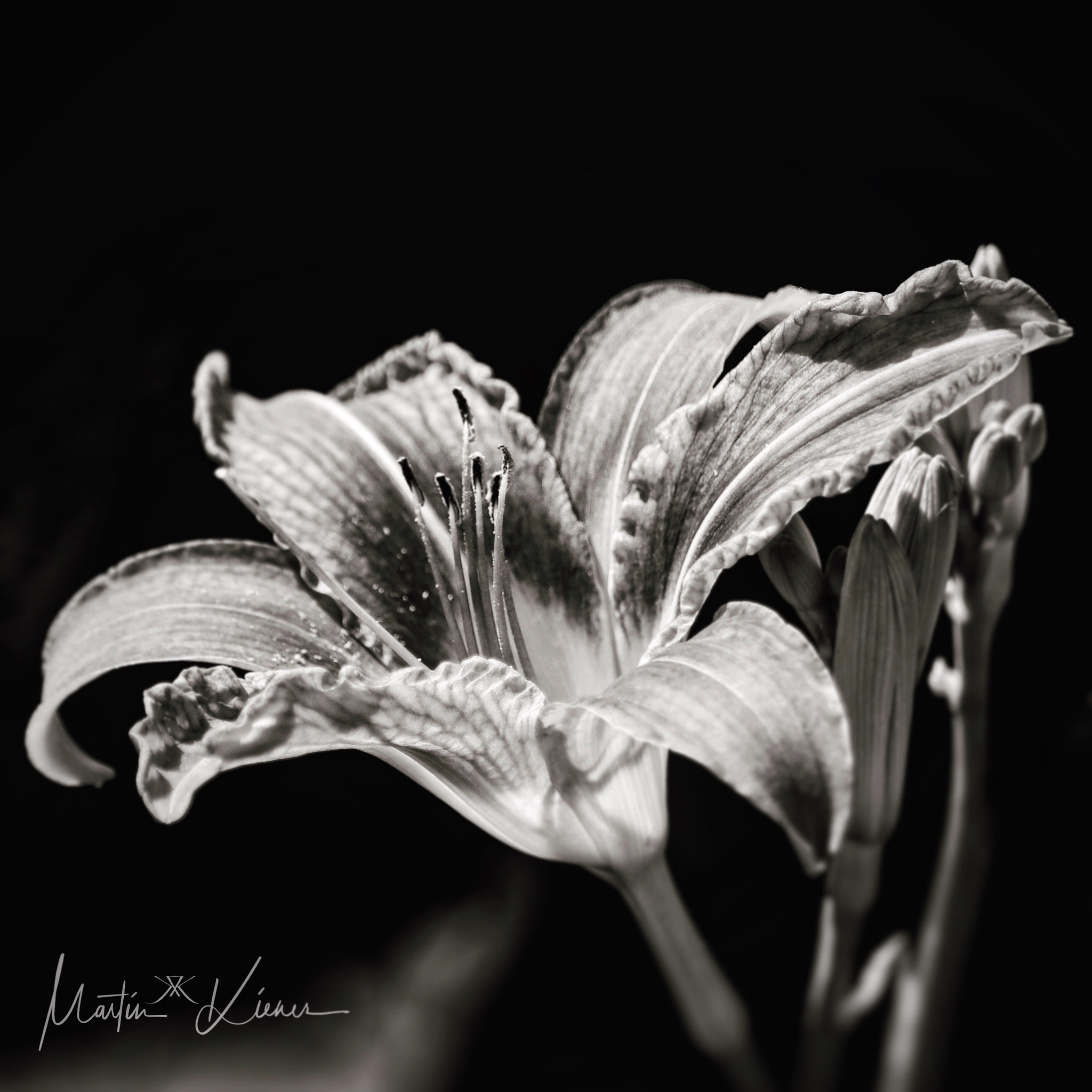 Canon EOS M50 (EOS Kiss M) sample photo. Low-key lily in black & white photography