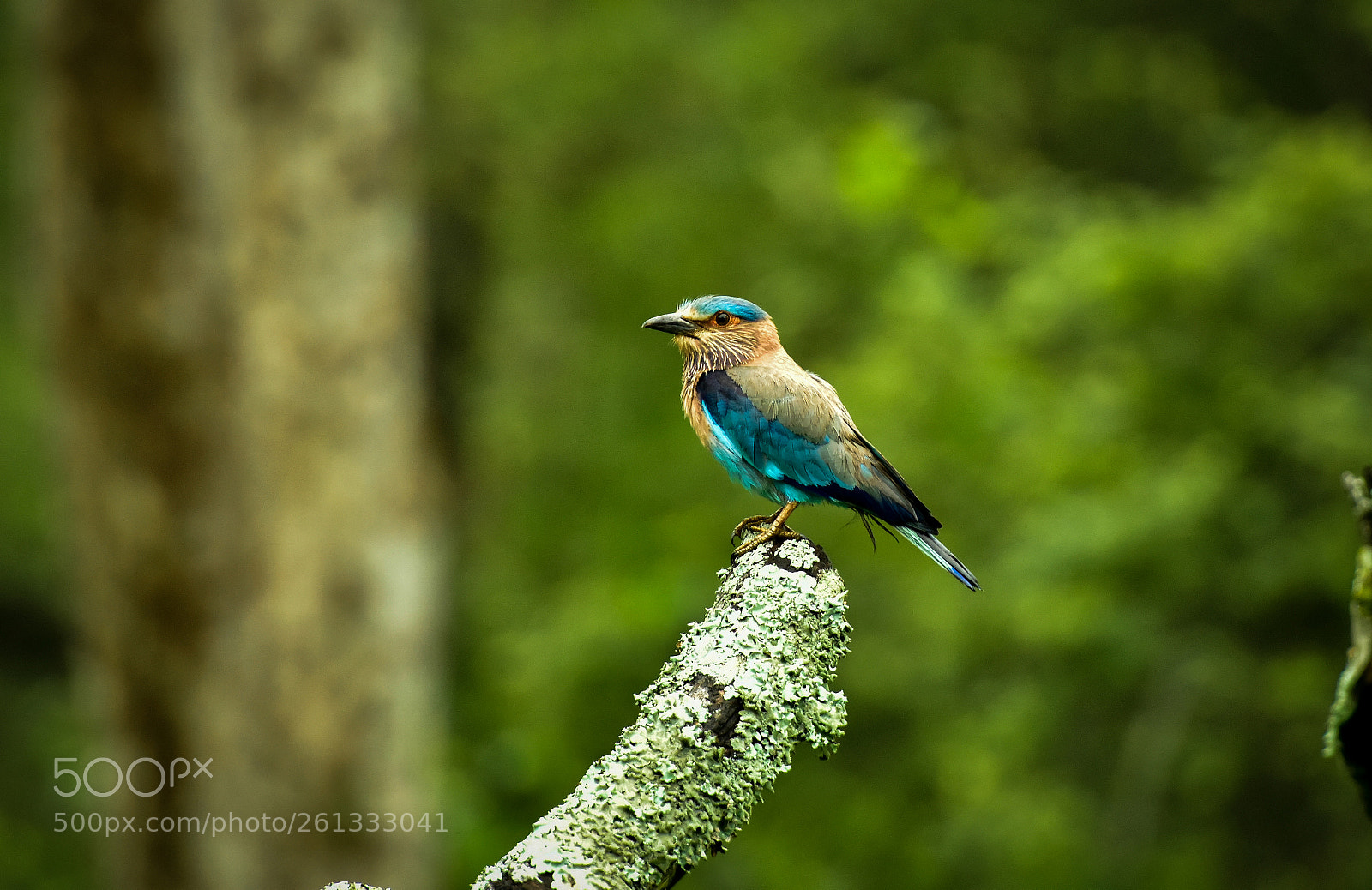Nikon D810 sample photo. Blue jay photography