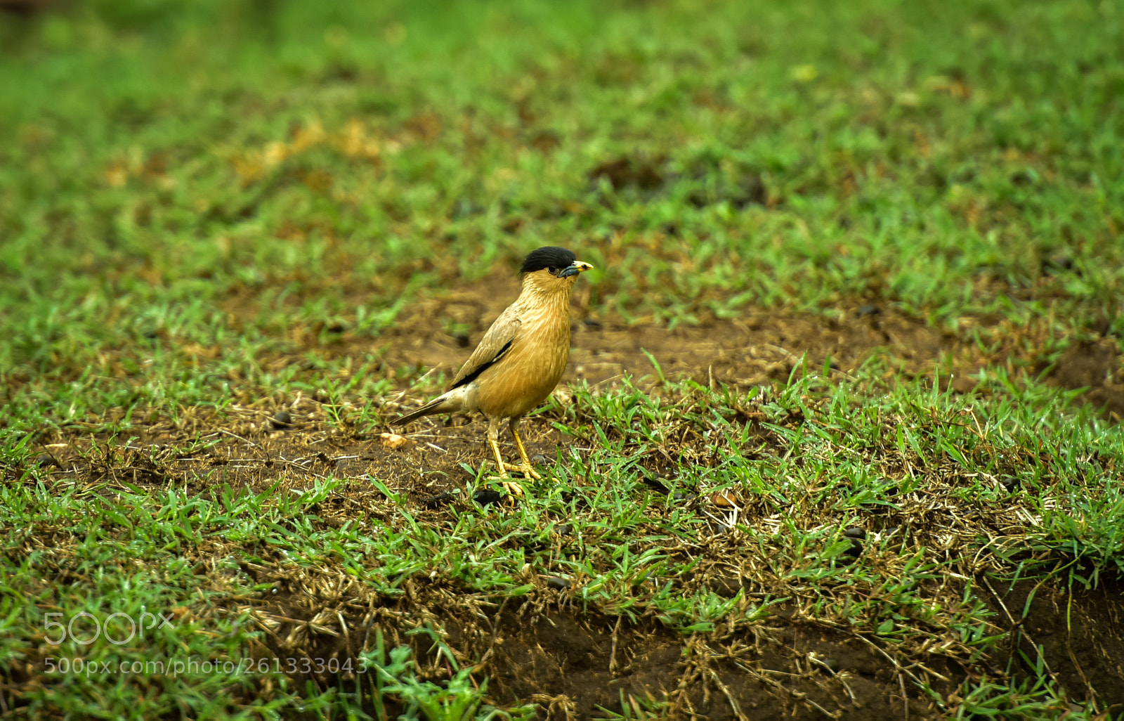 Nikon D810 sample photo. Brahminy starling photography
