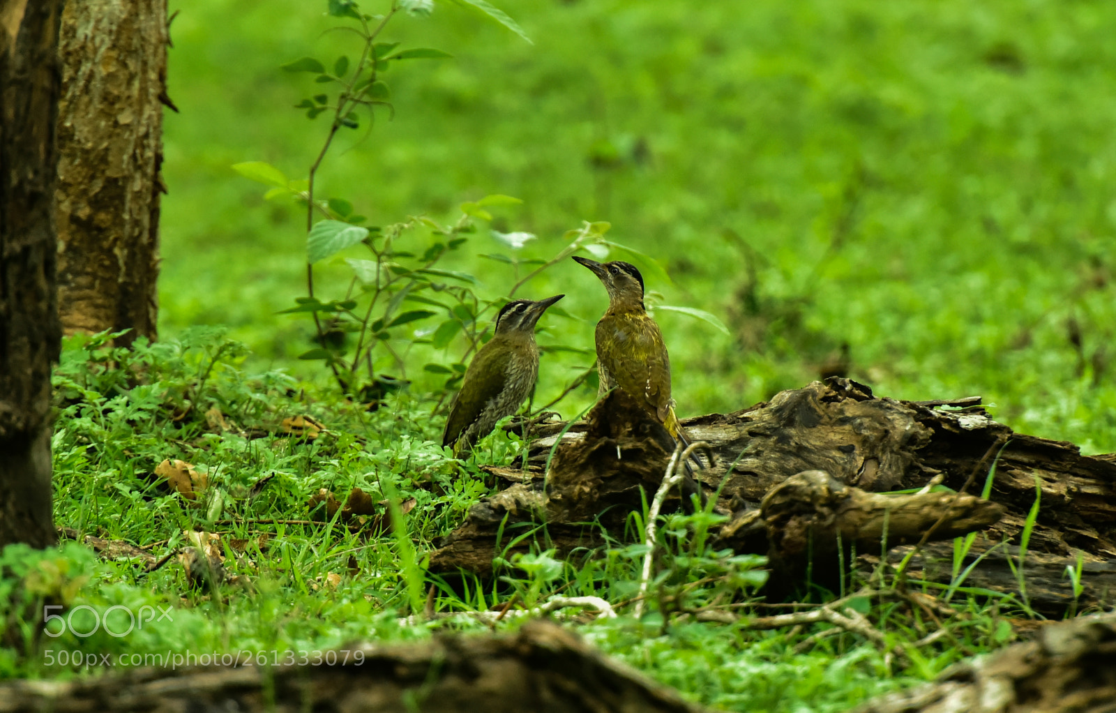 Nikon D810 sample photo. Striped woodpecker photography